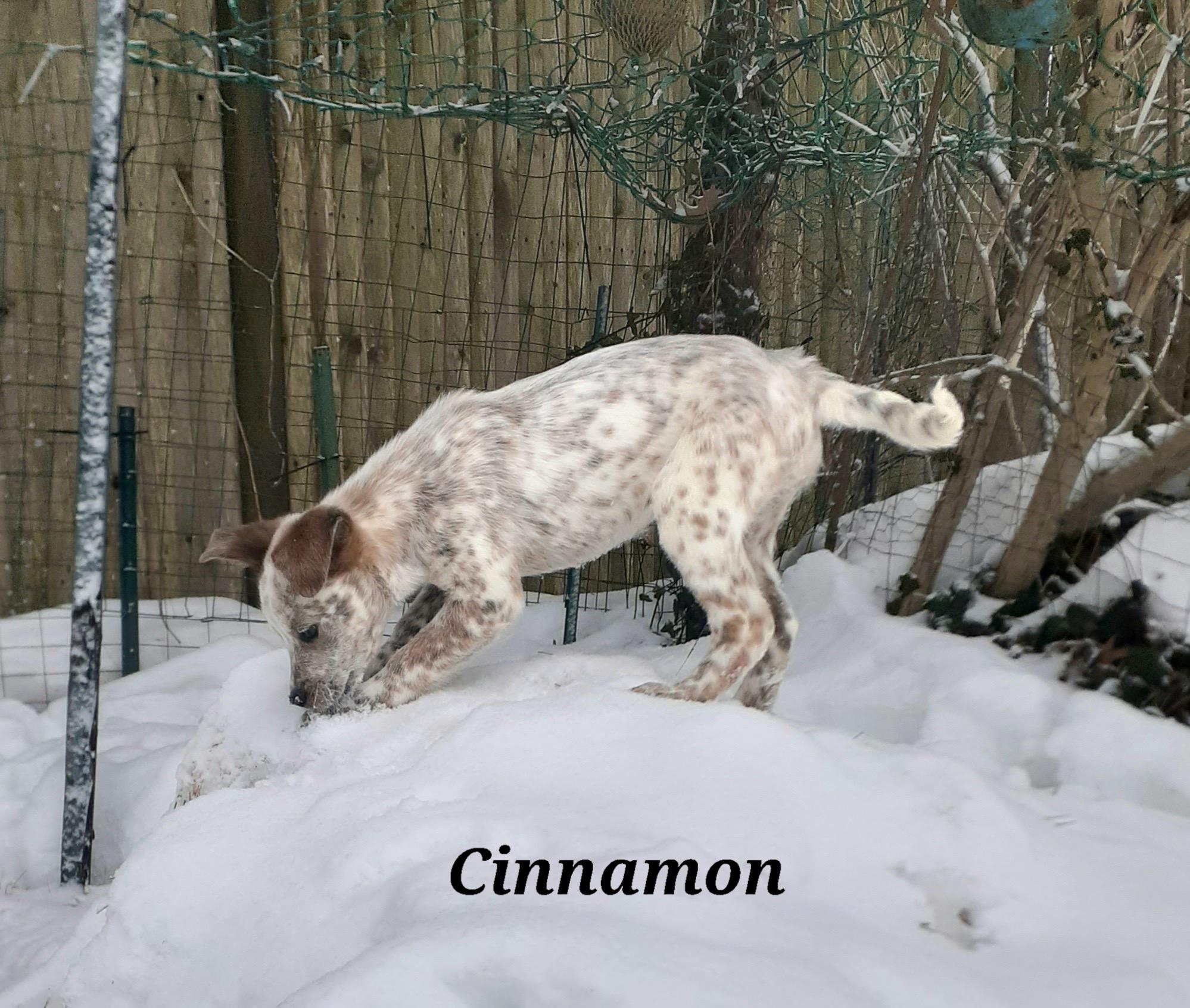 Enlarge Cinnamon, a ADOPTABLE mixed breed in Garden City, NY image 3/6