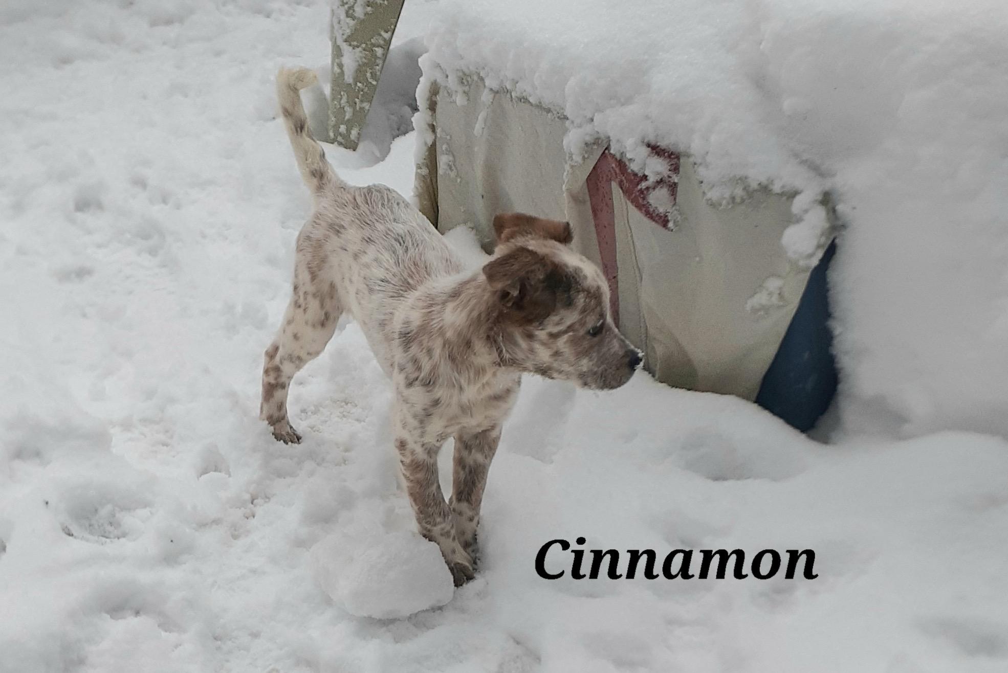 Enlarge Cinnamon, a ADOPTABLE mixed breed in Garden City, NY image 5/6