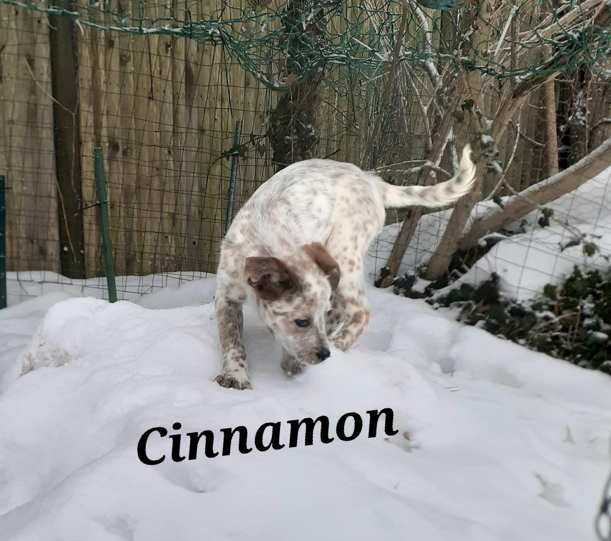 Enlarge Cinnamon, a ADOPTABLE mixed breed in Garden City, NY image 4/6