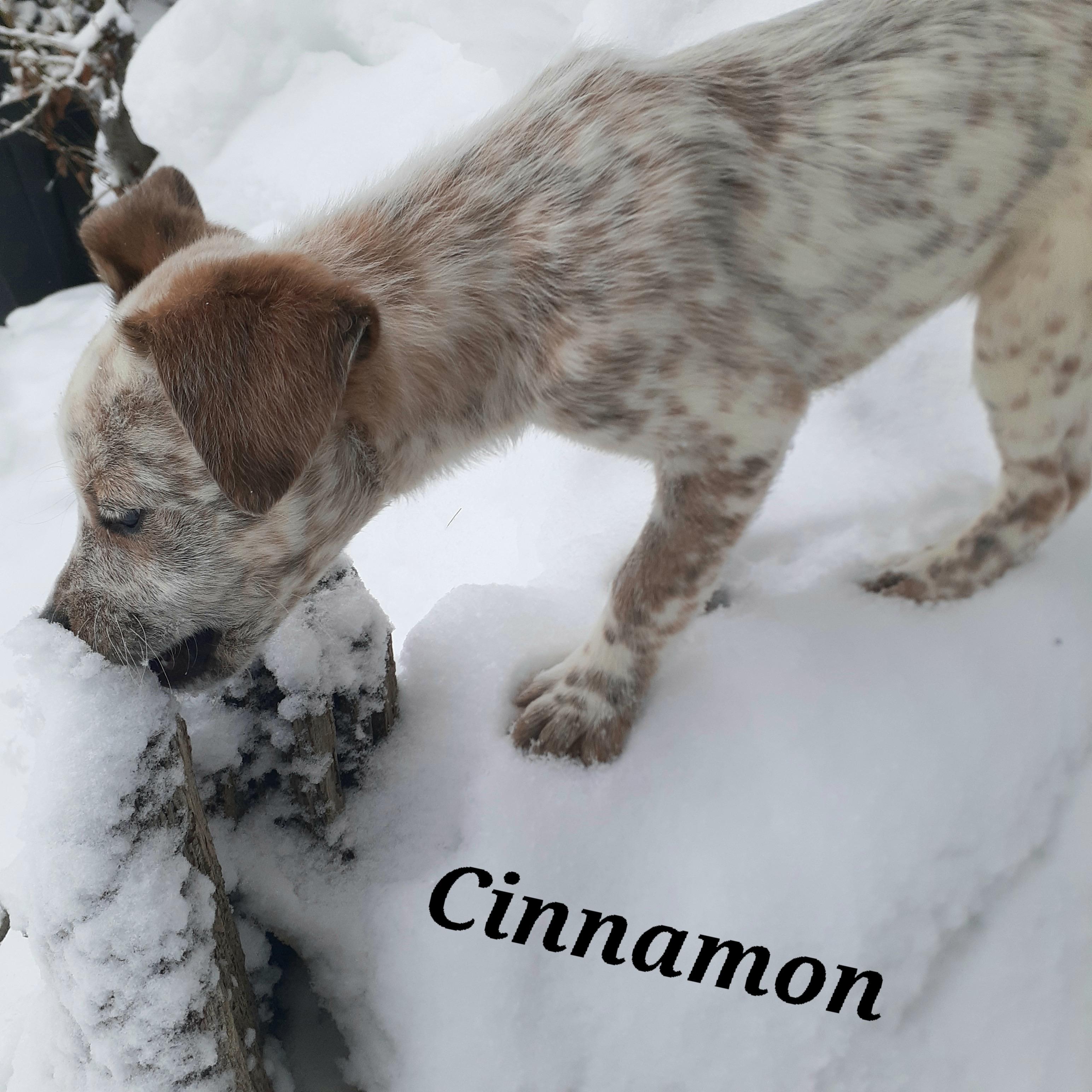 Enlarge Cinnamon, a ADOPTABLE mixed breed in Garden City, NY image 6/6