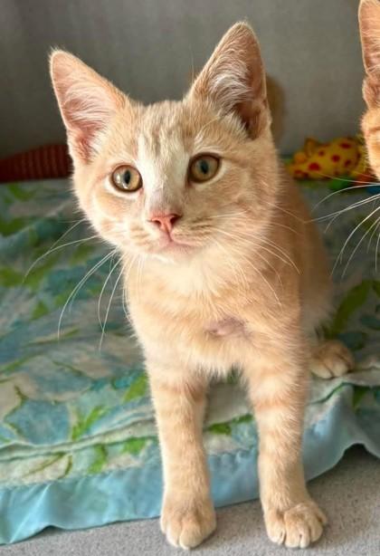 Enlarge Samwise, a Adoptable mixed breed in Waupaca, WI image 1/1