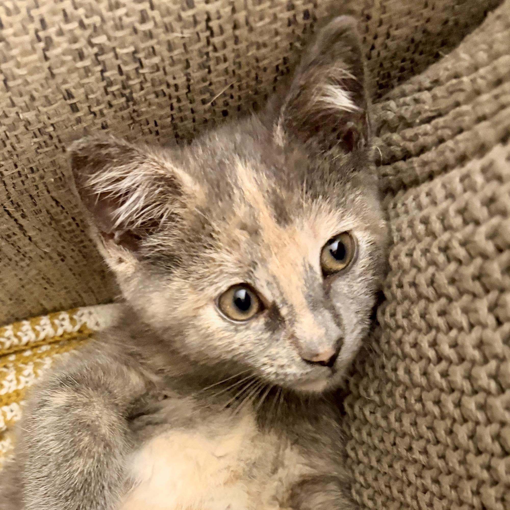 Enlarge Edith, a Adoptable Domestic Short Hair in Minneapolis, MN image 5/6
