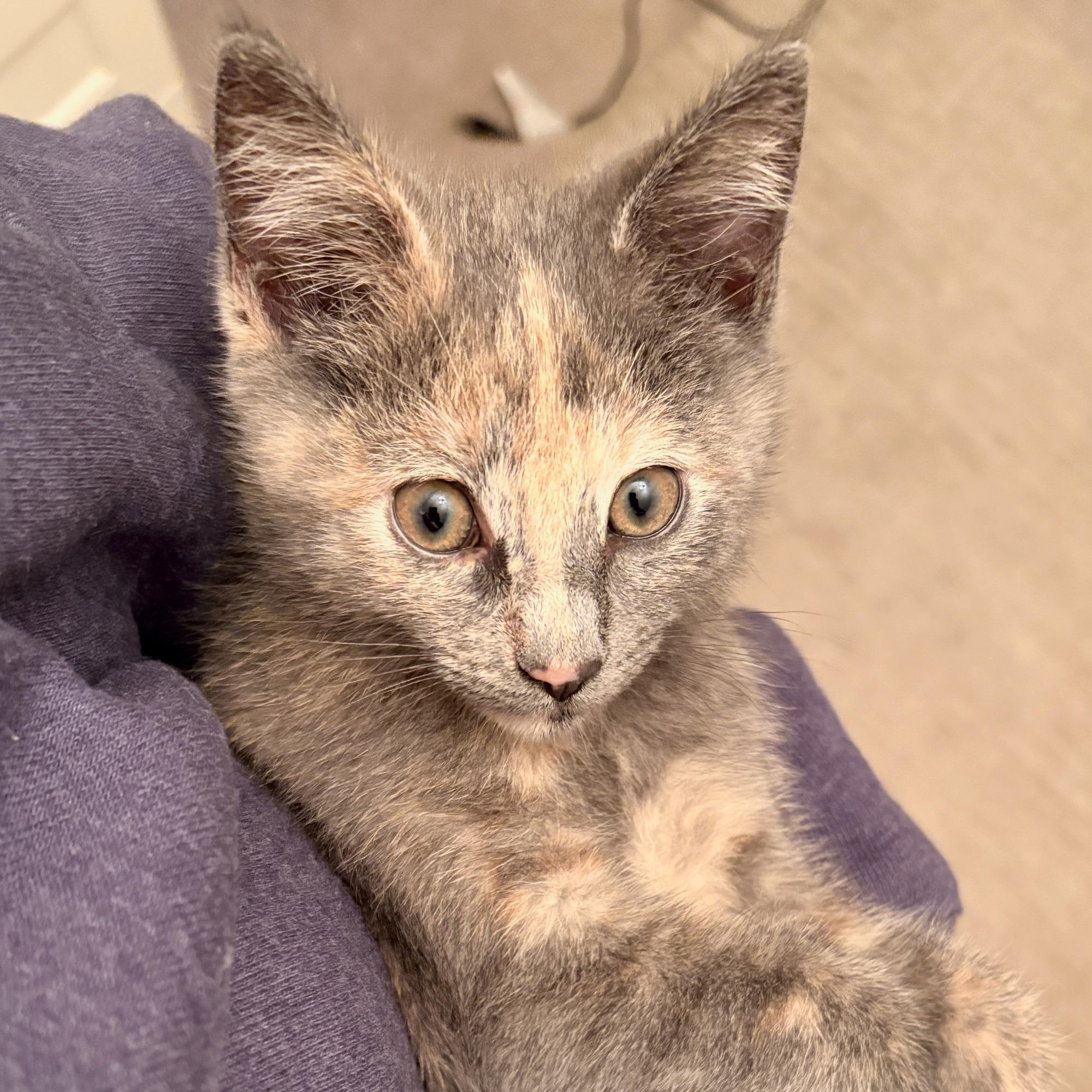 Enlarge Edith, a Adoptable Domestic Short Hair in Minneapolis, MN image 4/6