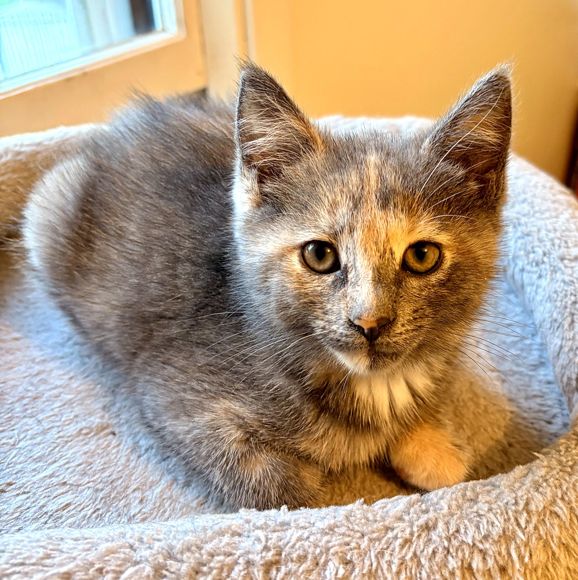 Enlarge Edith, a Adoptable Domestic Short Hair in Minneapolis, MN image 2/6
