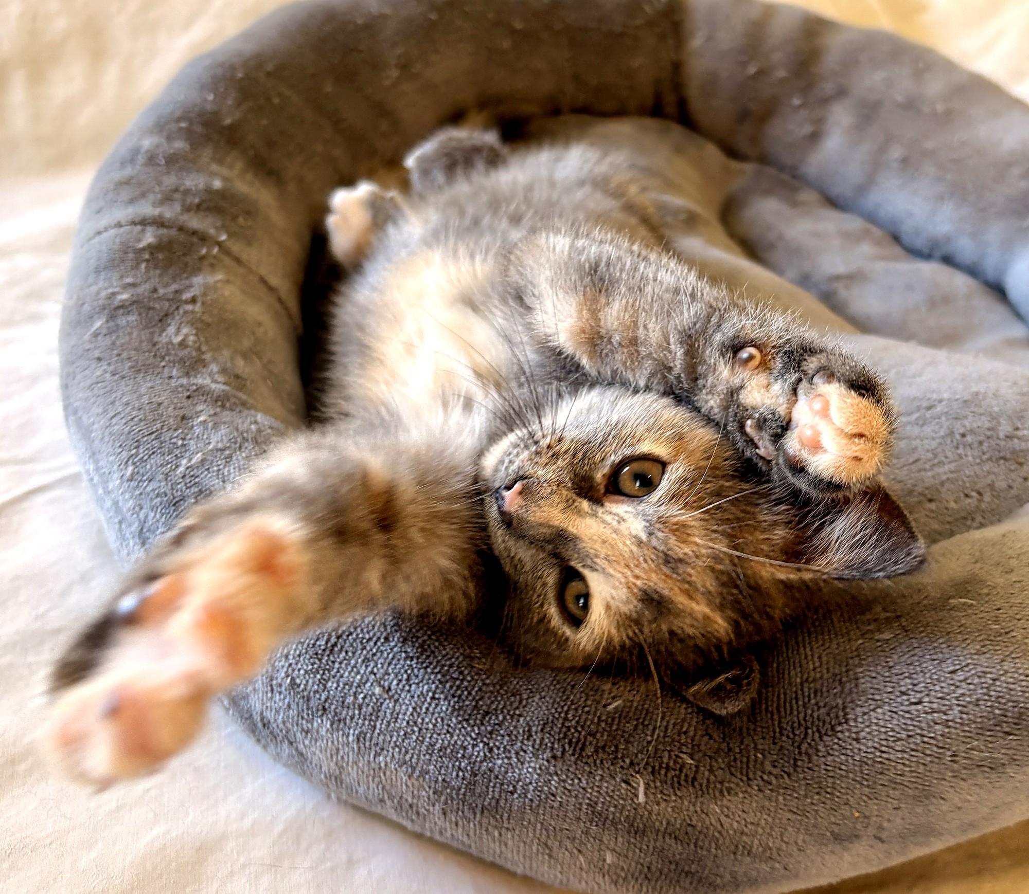 Enlarge Edith, a Adoptable Domestic Short Hair in Minneapolis, MN image 3/6
