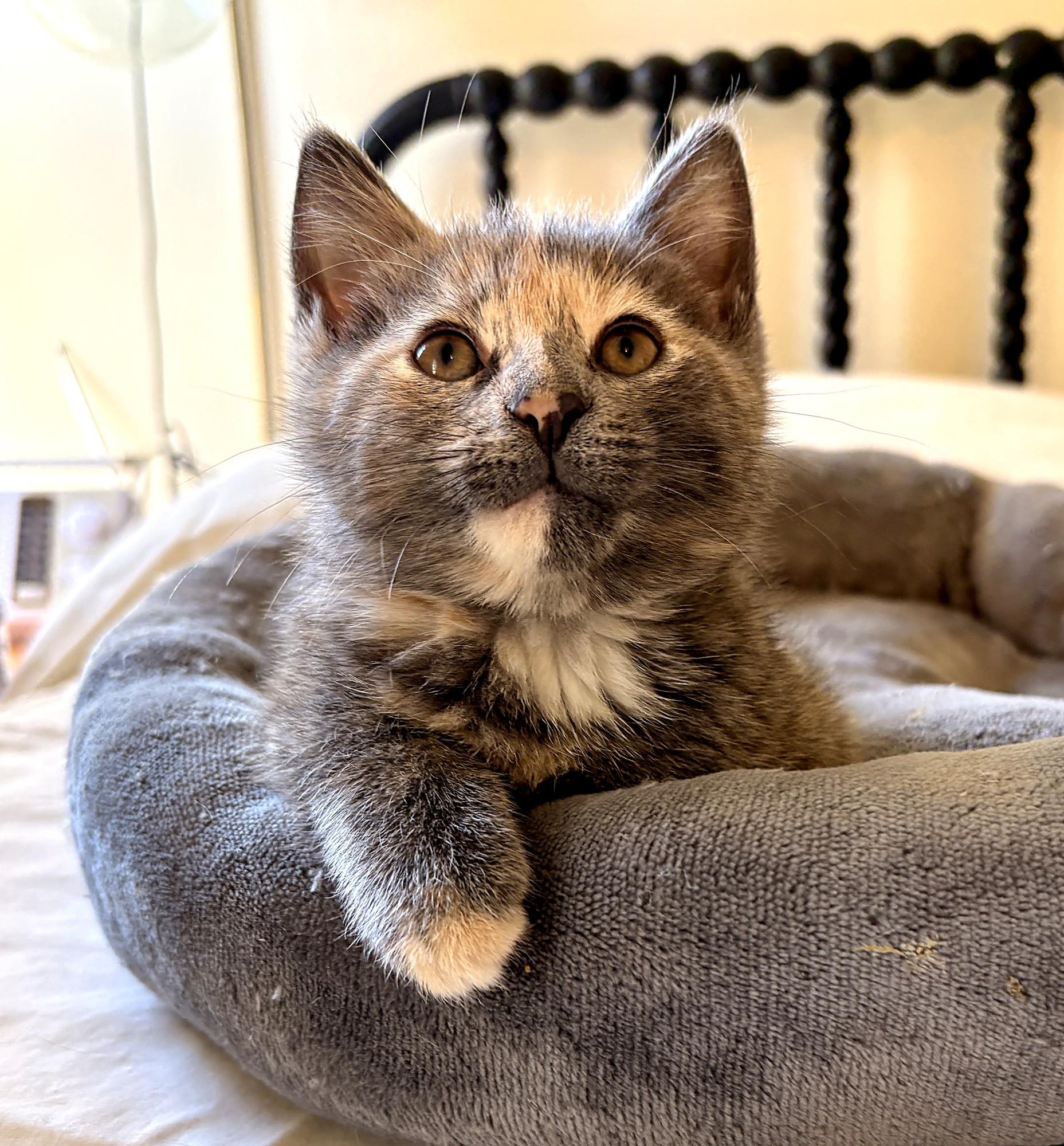 Enlarge Edith, a Adoptable Domestic Short Hair in Minneapolis, MN image 1/6