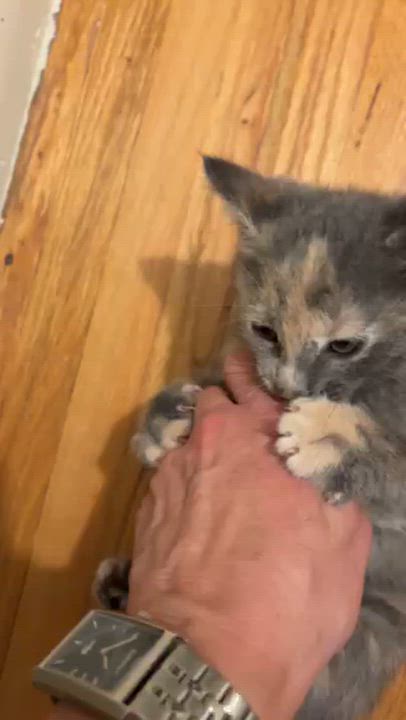 Enlarge Edith, a Adoptable Domestic Short Hair in Minneapolis, MN video 6/6