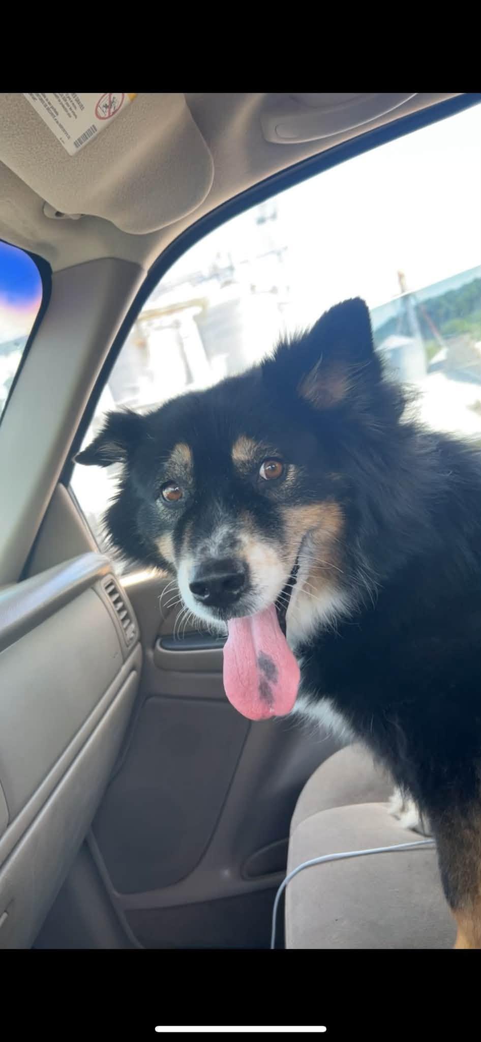 Enlarge Jazzy, a Adopted mixed breed in Middletown, NJ image 2/6