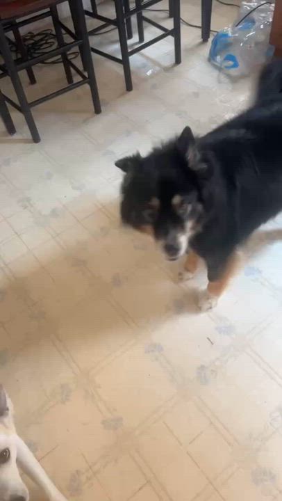 Enlarge Jazzy, a Adopted mixed breed in Middletown, NJ video 5/6
