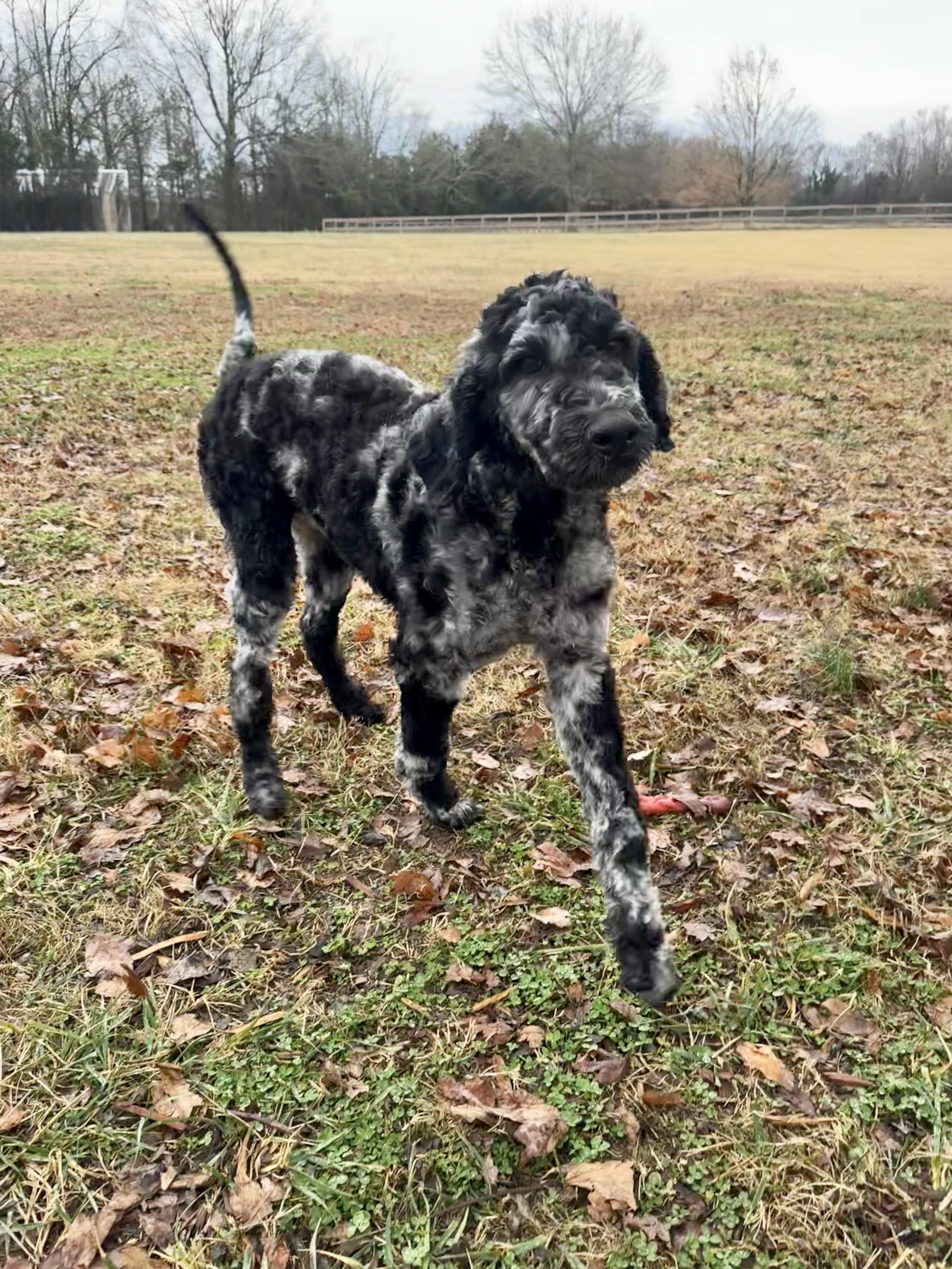 Elvis, ADOPTABLE, Young Male Poodle.