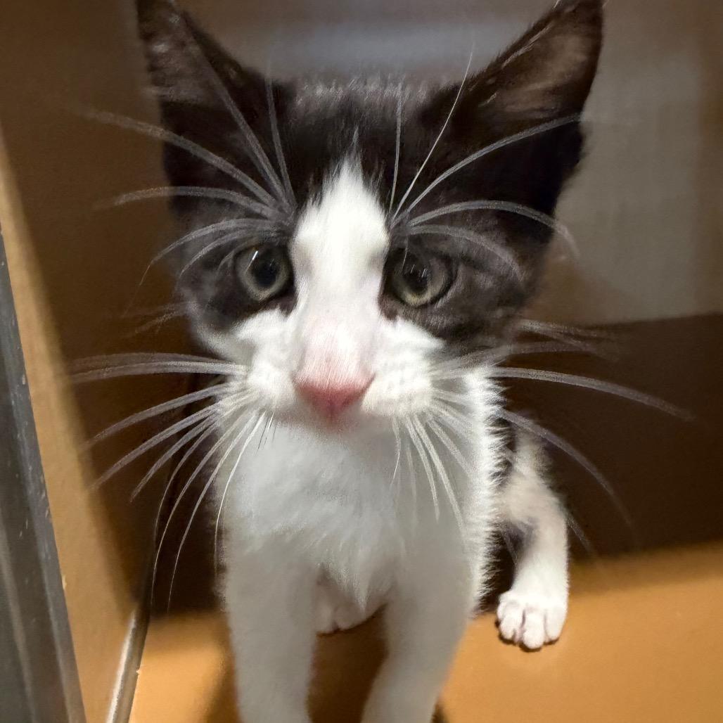 Enlarge Lance (Kitten 2), a Adoptable Domestic Short Hair in Chesapeake, VA image 1/1