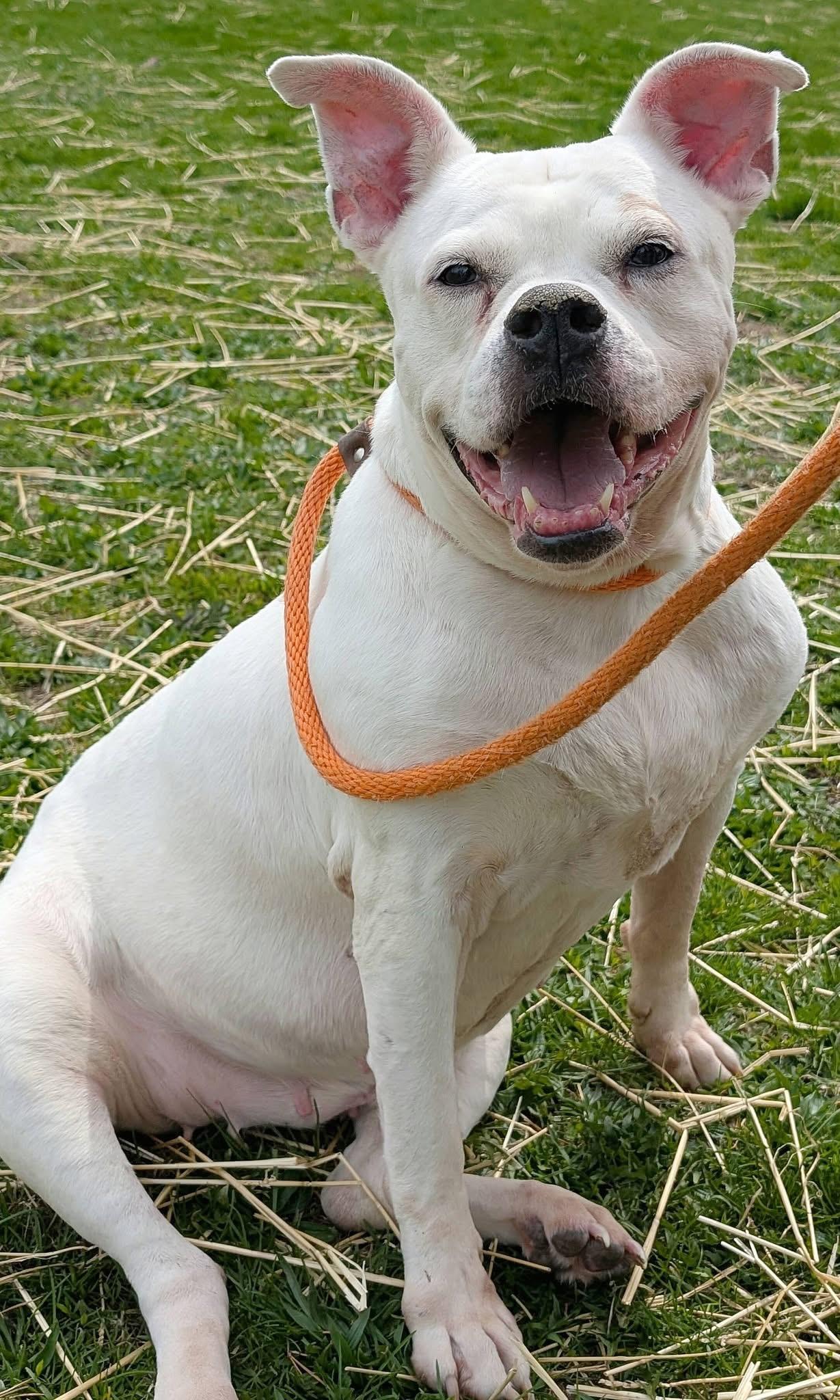 Enlarge Bella, an adopted mixed breed in Crestwood, IL image 1/5
