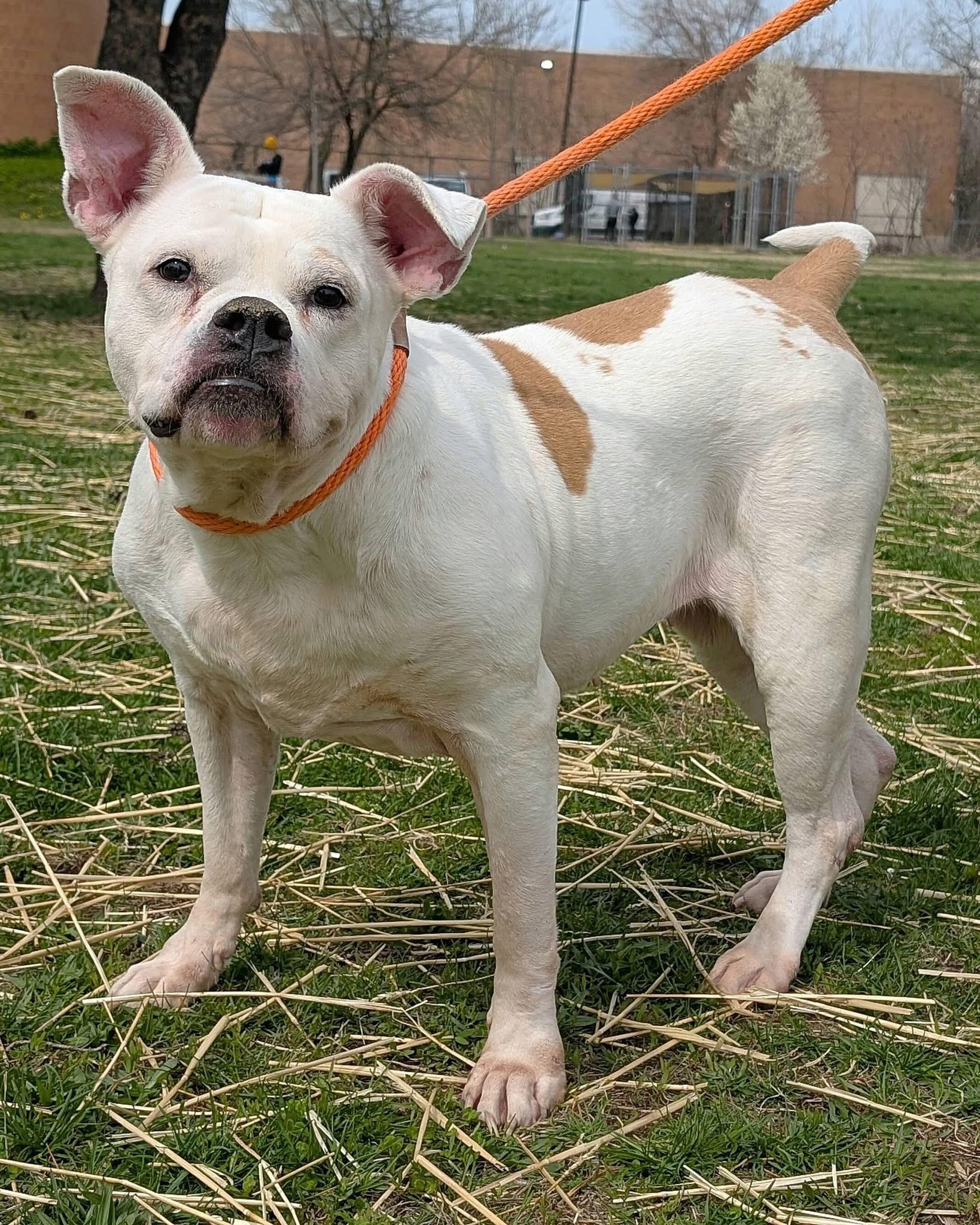 Enlarge Bella, an adopted mixed breed in Crestwood, IL image 2/5