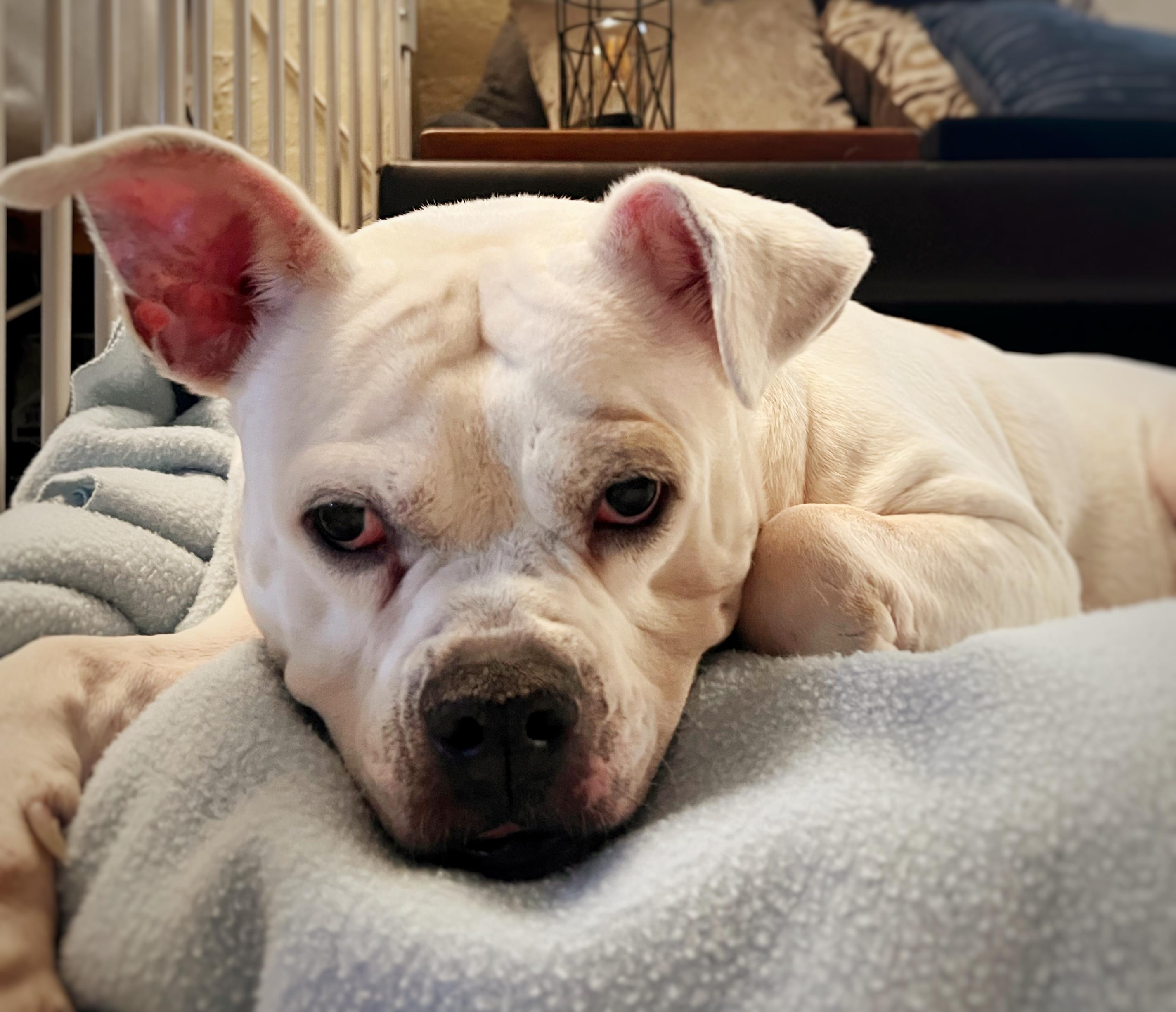 Enlarge Bella, an adopted mixed breed in Crestwood, IL image 3/5