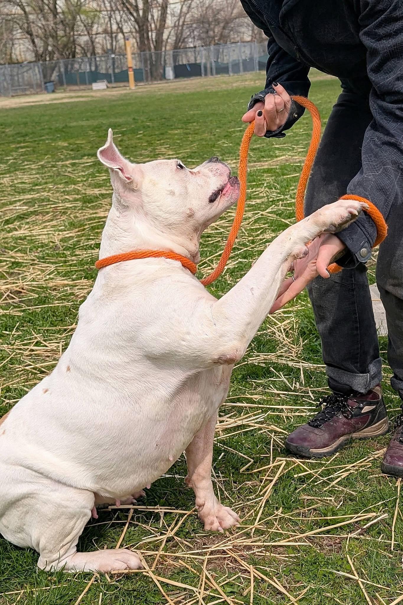 Enlarge Bella, an adopted mixed breed in Crestwood, IL image 4/5