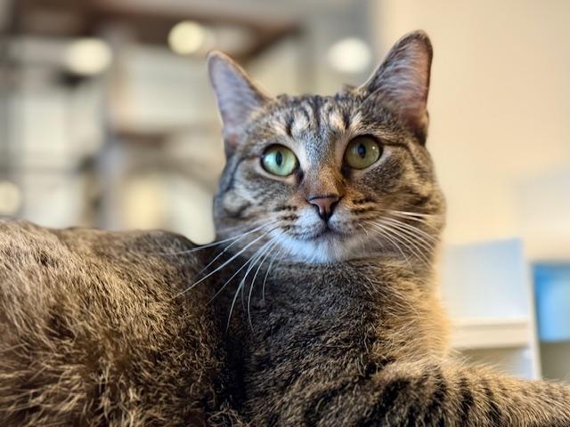 Bianca, Adoptable, Young Female Domestic Short Hair.