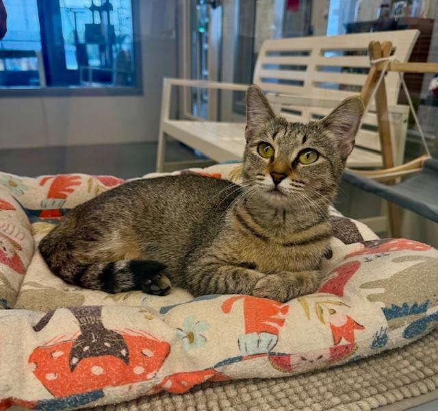 Bianca, a Adoptable Domestic Short Hair in Winter Haven, FL image 5/6