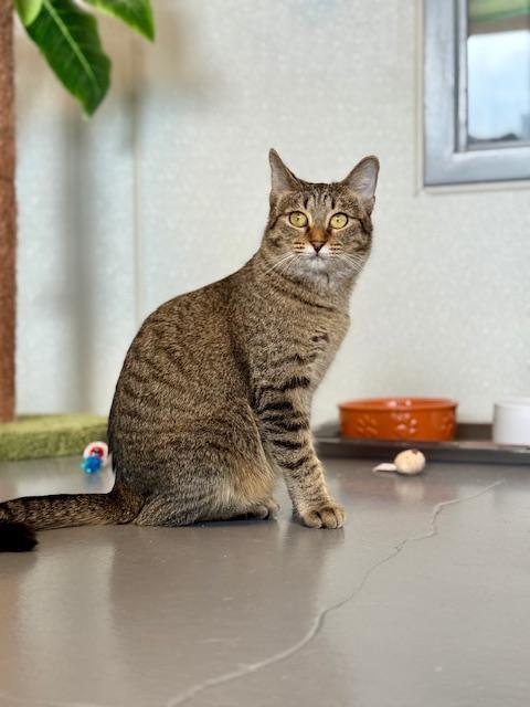 Bianca, a Adoptable Domestic Short Hair in Winter Haven, FL image 3/6