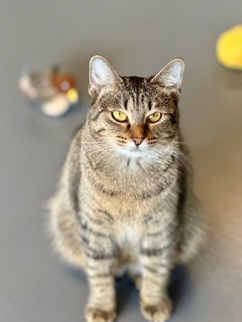 Bianca, a Adoptable Domestic Short Hair in Winter Haven, FL image 4/6