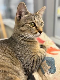 Bianca, a Adoptable Domestic Short Hair in Winter Haven, FL image 6/6