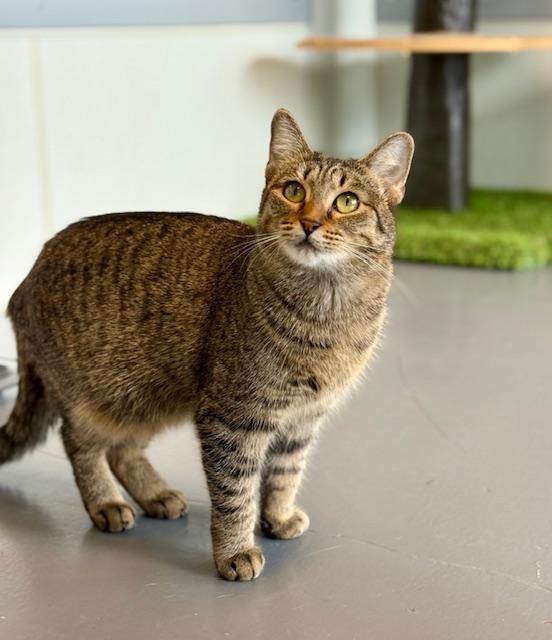 Bianca, a Adoptable Domestic Short Hair in Winter Haven, FL image 2/6