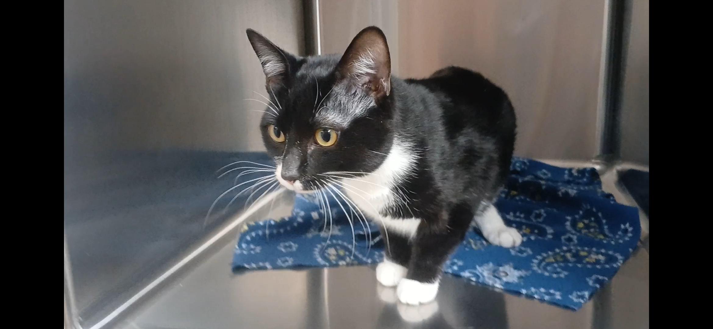 Enlarge Bud, an adopted Domestic Short Hair in Port Angeles, WA image 1/2
