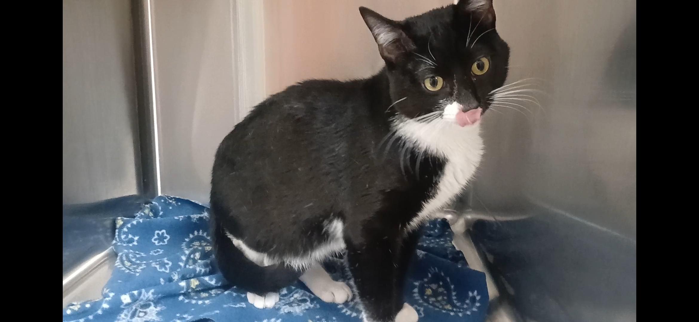 Enlarge Bud, an adopted Domestic Short Hair in Port Angeles, WA image 2/2