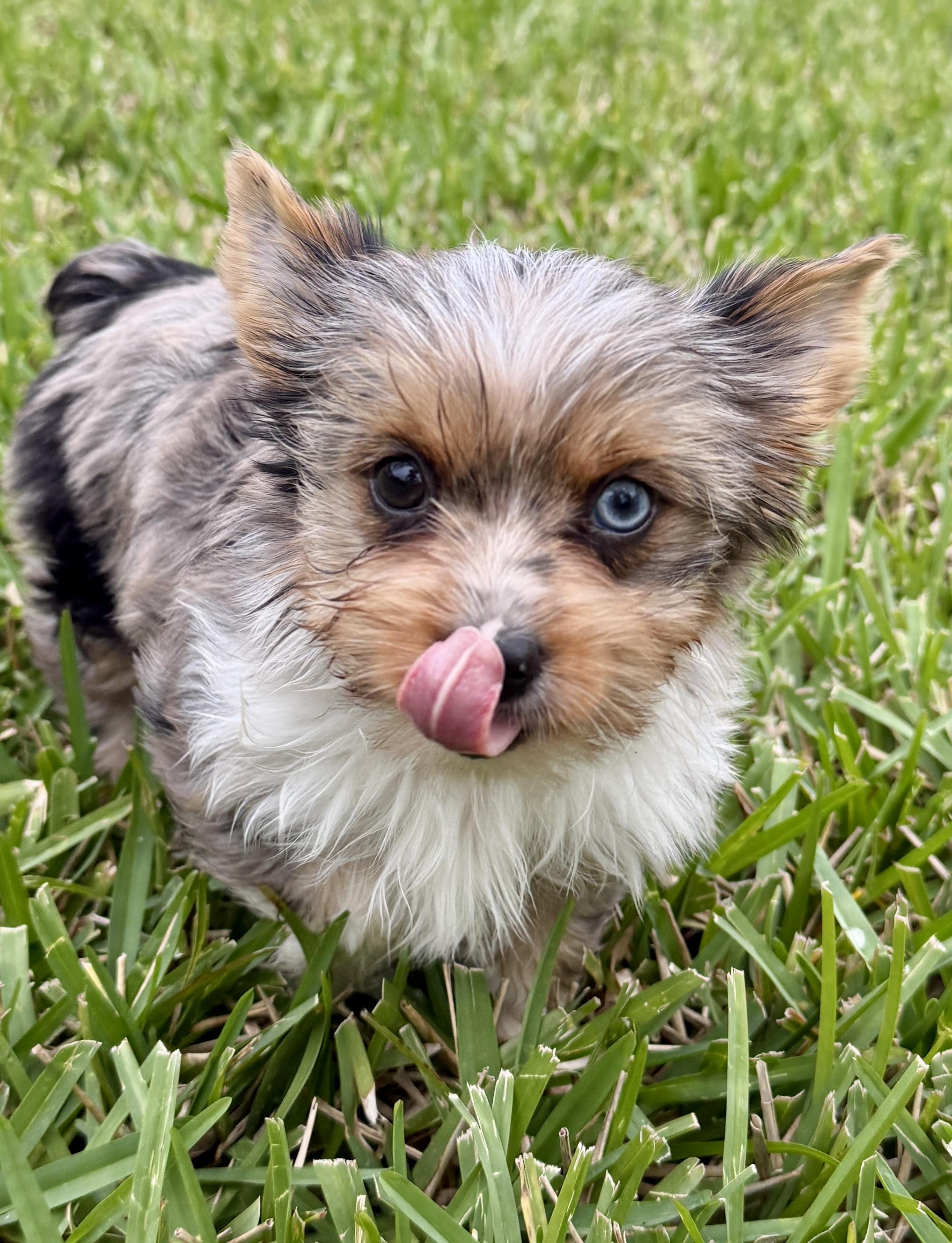 Enlarge CIARA Yorkie Puppy girl hypoallergenic , a ADOPTABLE Yorkshire Terrier in Boca Raton, FL image 3/6
