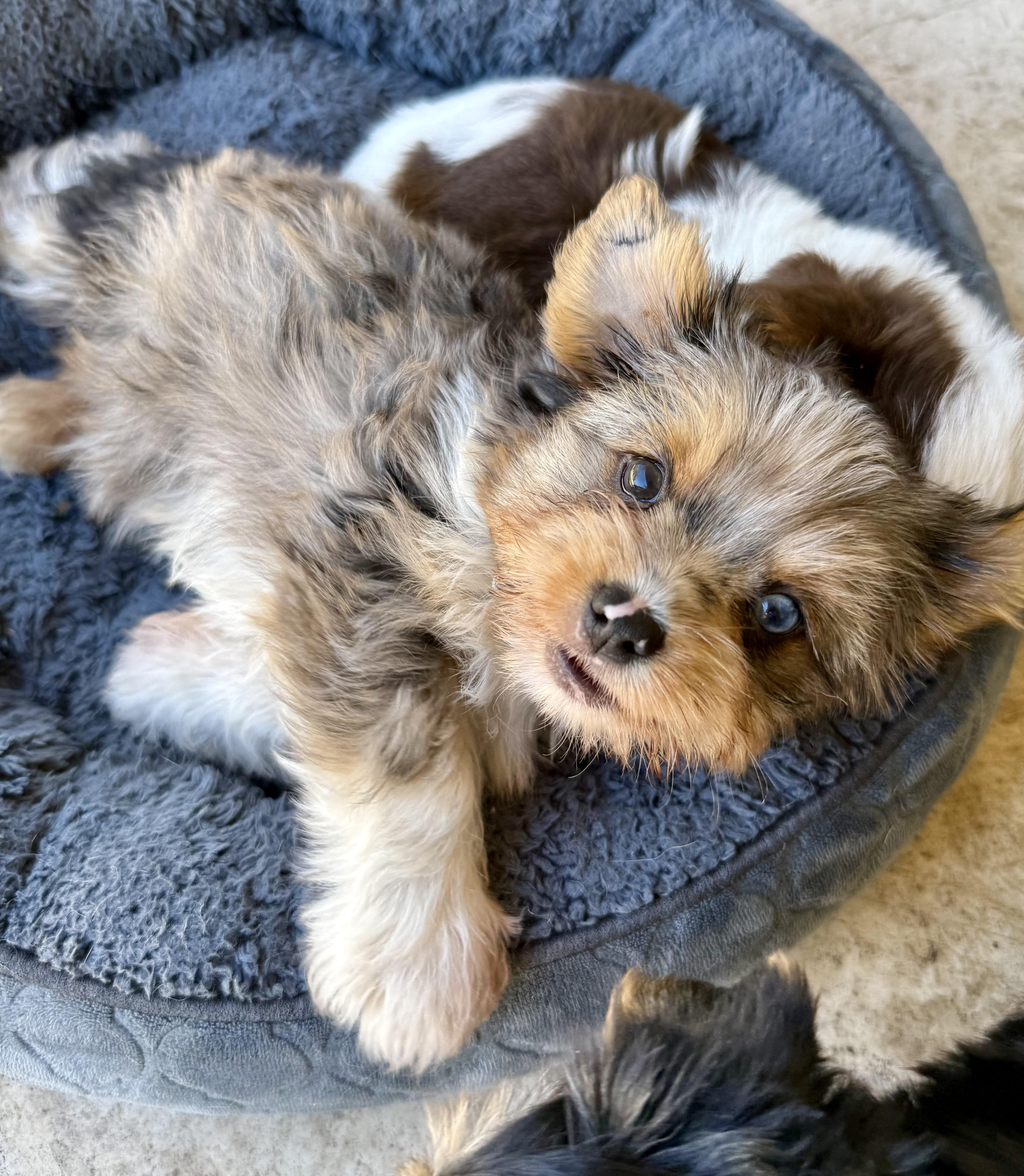 CIARA Yorkie Puppy girl hypoallergenic , ADOPTABLE, Puppy Female Yorkshire Terrier.