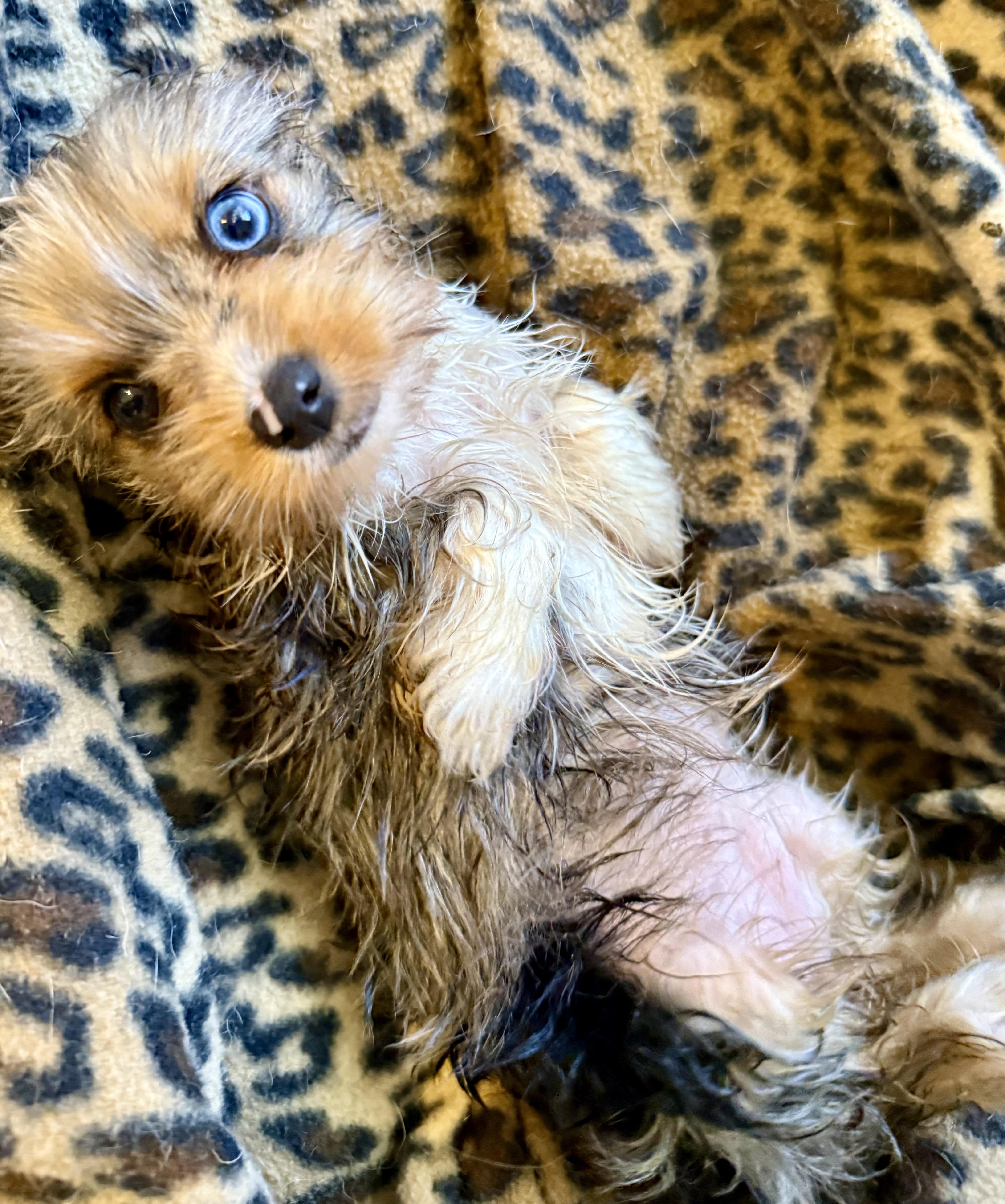 Enlarge CIARA Yorkie Puppy girl hypoallergenic , a ADOPTABLE Yorkshire Terrier in Boca Raton, FL image 4/6
