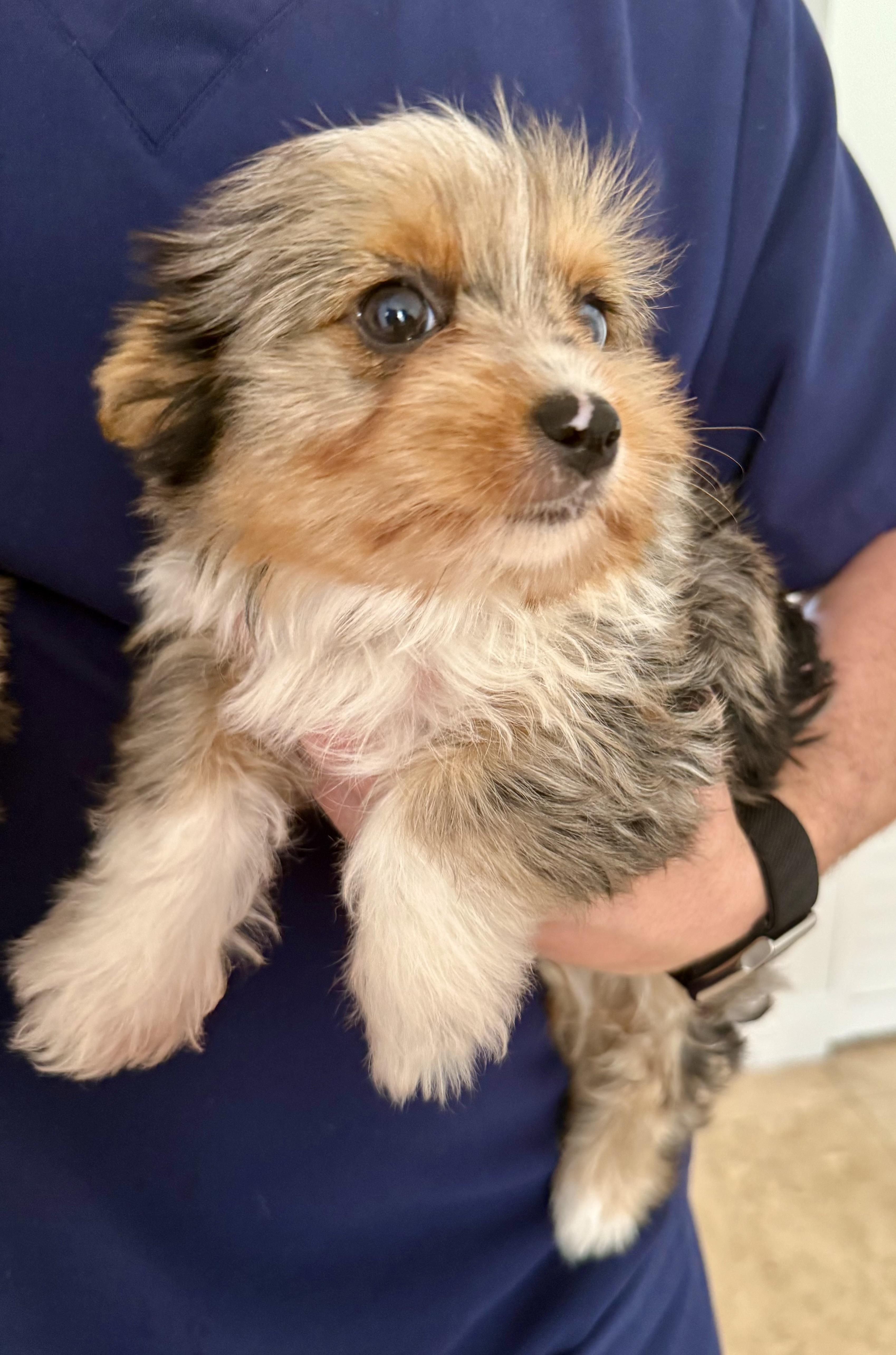 Enlarge CIARA Yorkie Puppy girl hypoallergenic , a ADOPTABLE Yorkshire Terrier in Boca Raton, FL image 5/6
