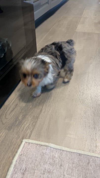 Enlarge CIARA Yorkie Puppy girl hypoallergenic , a ADOPTABLE Yorkshire Terrier in Boca Raton, FL video 2/6