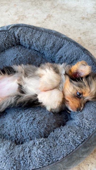 Enlarge CIARA Yorkie Puppy girl hypoallergenic , a ADOPTABLE Yorkshire Terrier in Boca Raton, FL video 6/6
