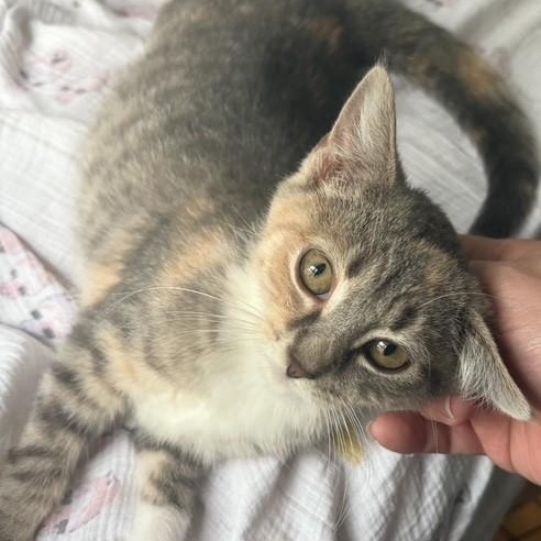 Photo of Momo