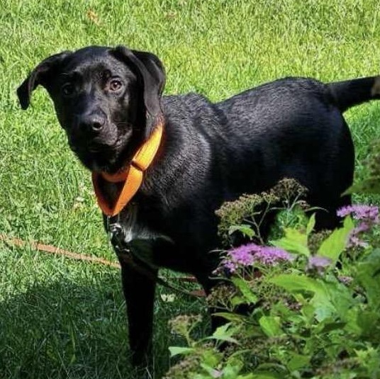 Enlarge Coco Bean, an adopted mixed breed in Portland, OR image 4/6