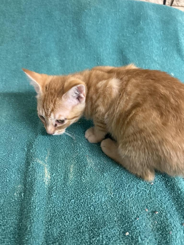 Bindy, Adoptable, Kitten Male Domestic Short Hair.