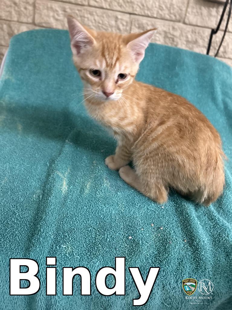 Enlarge Bindy, a Adoptable mixed breed in Rocky Mount, NC image 2/3