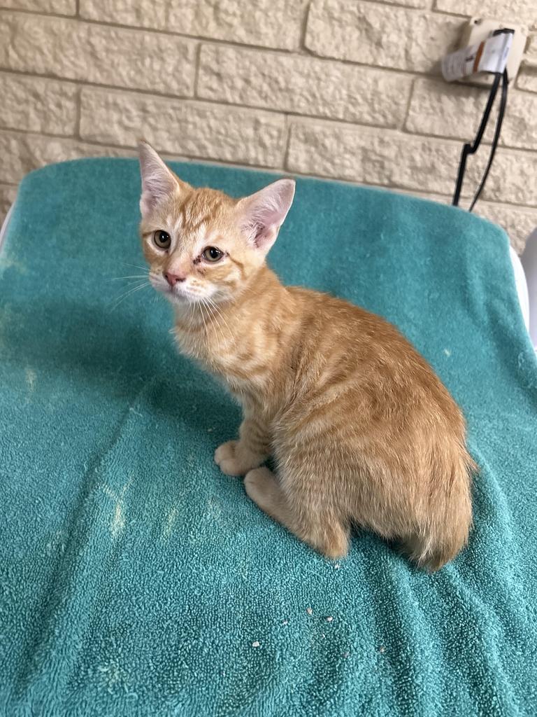 Enlarge Bindy, a Adoptable mixed breed in Rocky Mount, NC image 3/3