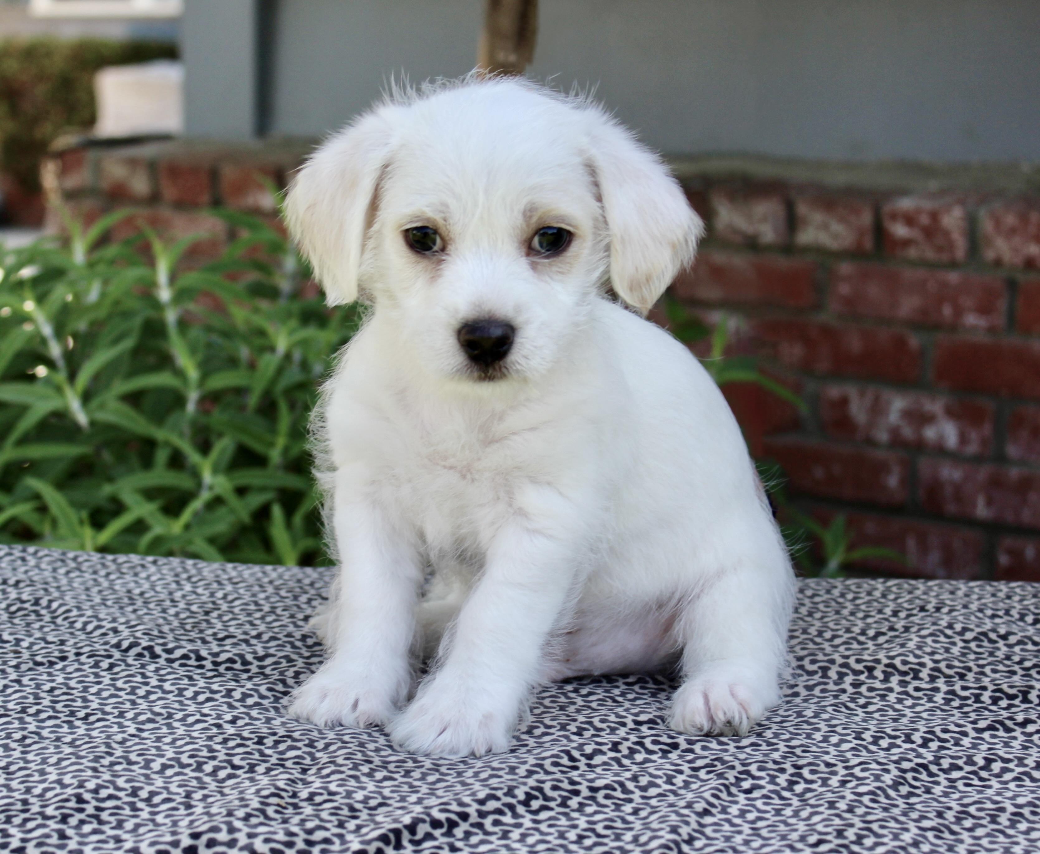 Orbit, Adoptable, Puppy Male Terrier.