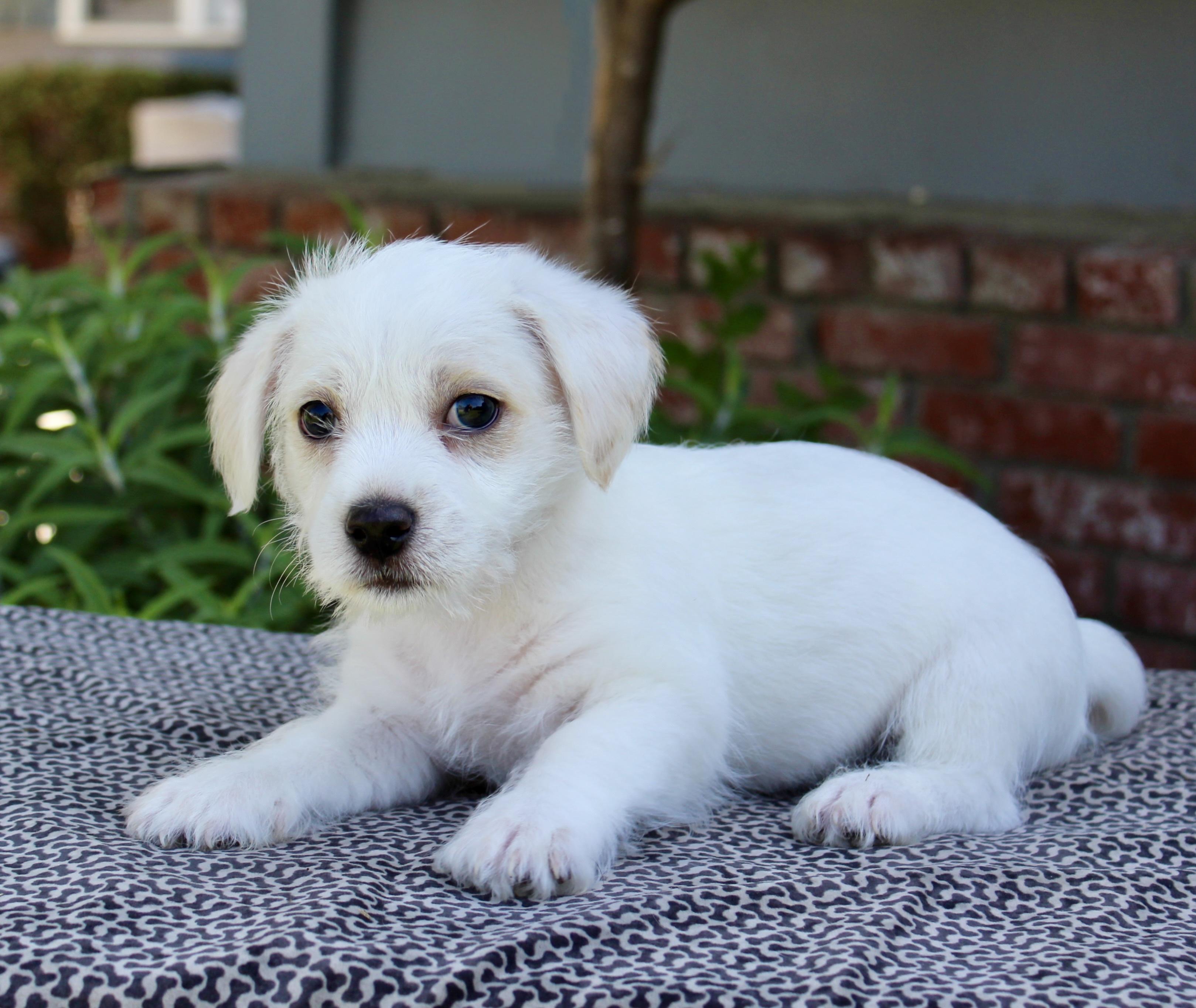 Enlarge Orbit, a Adoptable Terrier in Van Nuys, CA image 2/3
