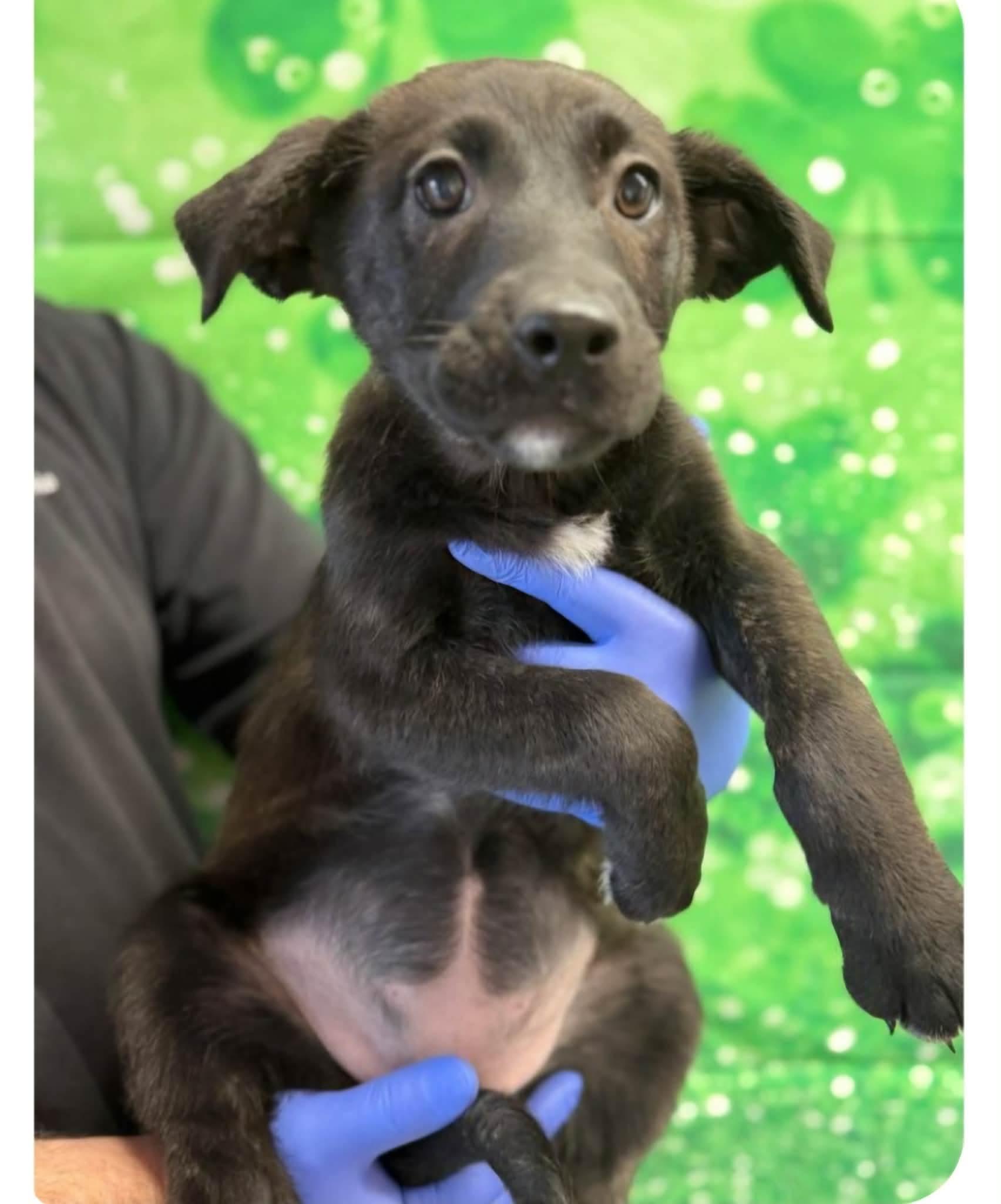 Enlarge Saniya, a ADOPTABLE mixed breed in East Haddam, CT image 1/1