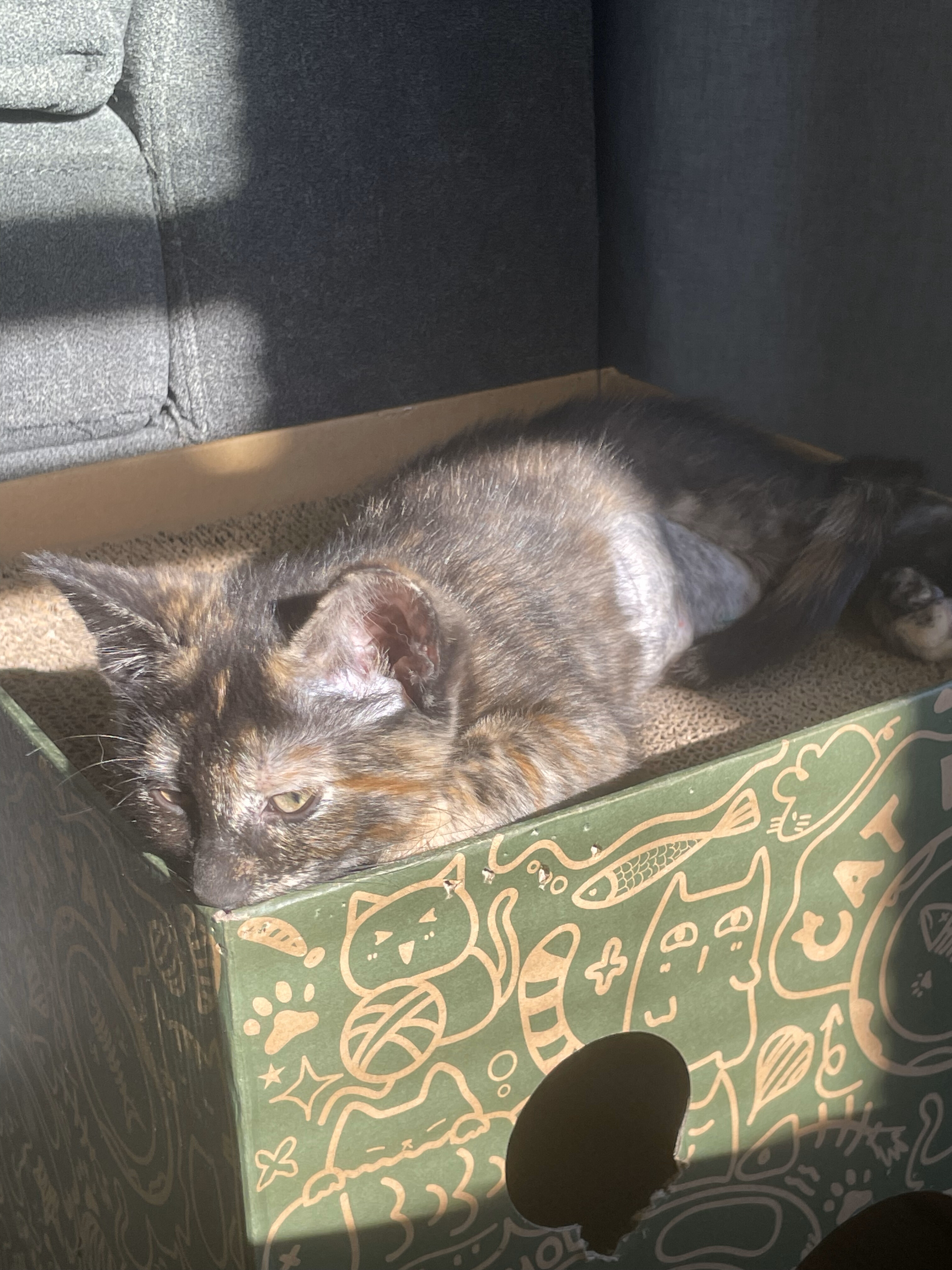 Enlarge Damia, a Adopted Domestic Short Hair in Hillsboro, OR image 1/7
