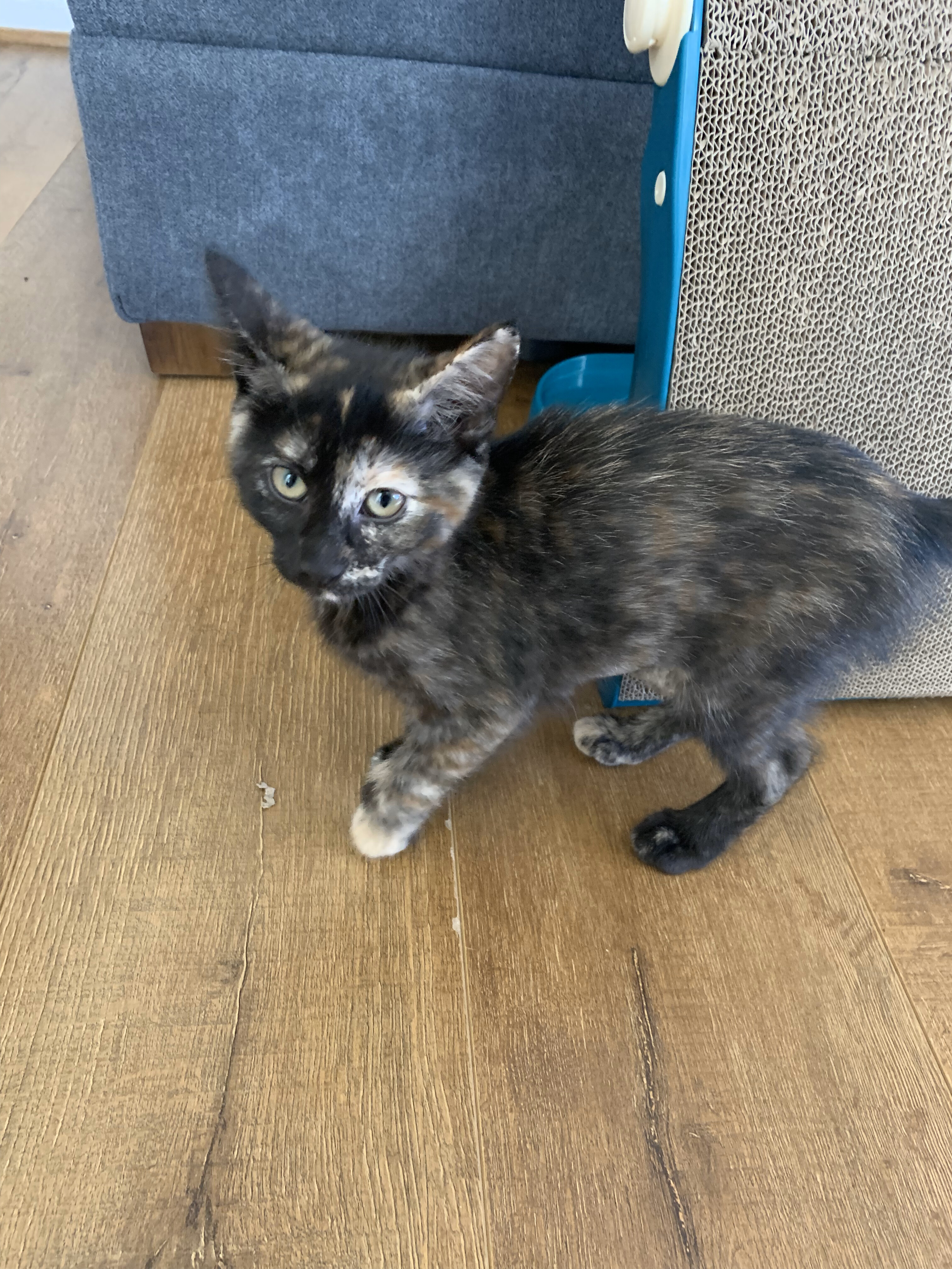 Enlarge Damia, a Adopted Domestic Short Hair in Hillsboro, OR image 2/7