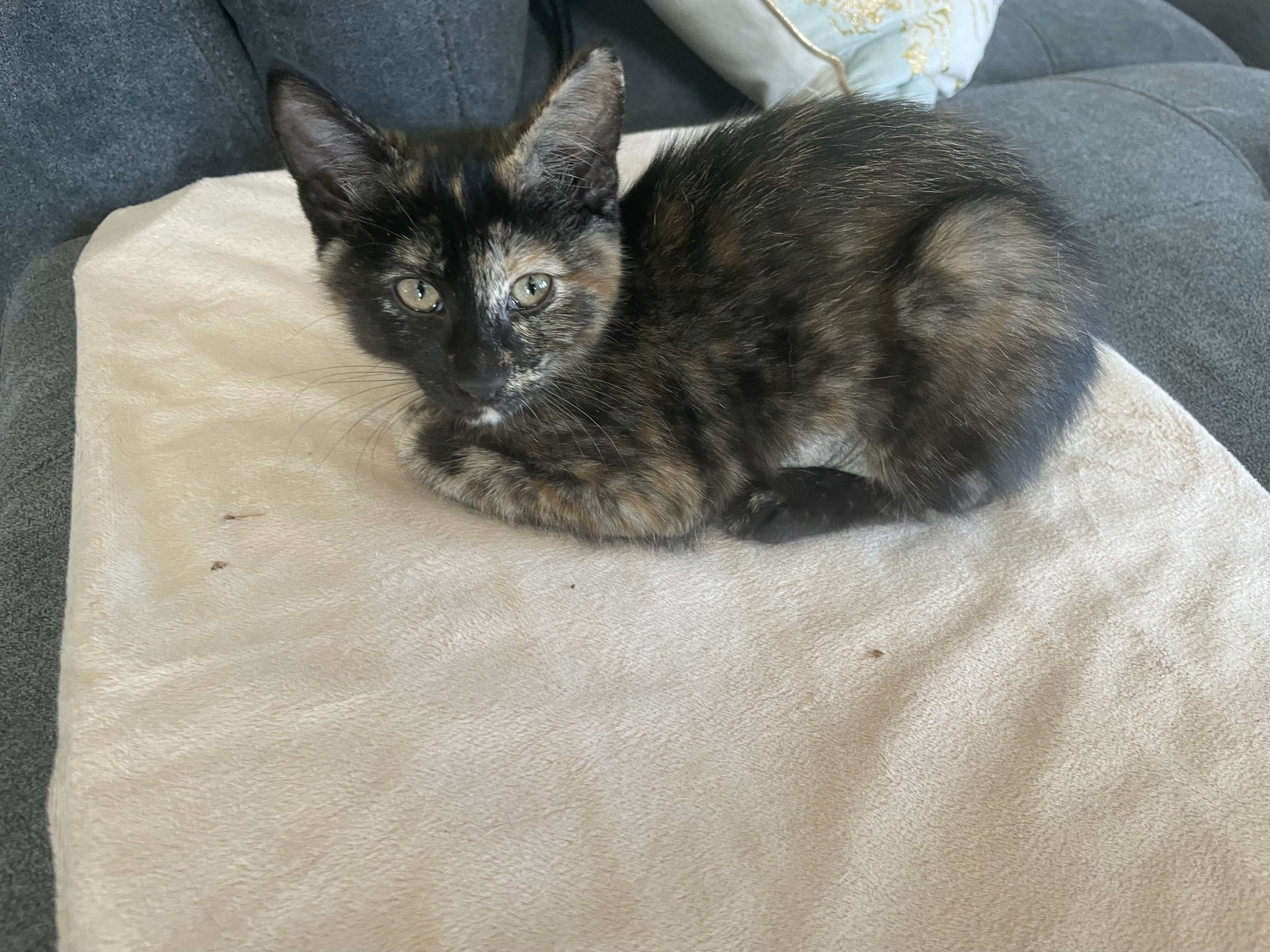 Enlarge Damia, a Adopted Domestic Short Hair in Hillsboro, OR image 3/7