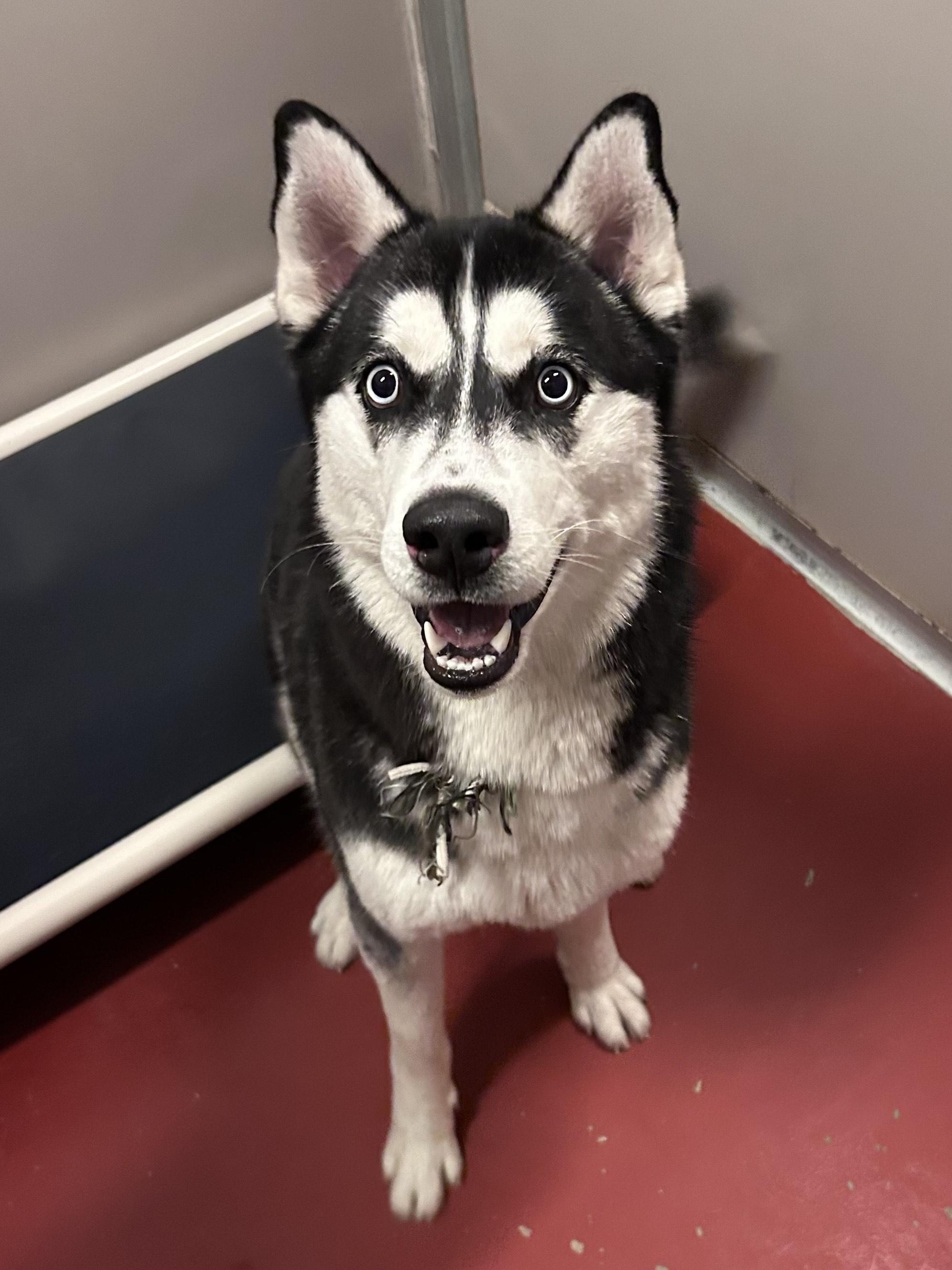 Hutch, adopted, Adult Male Husky.