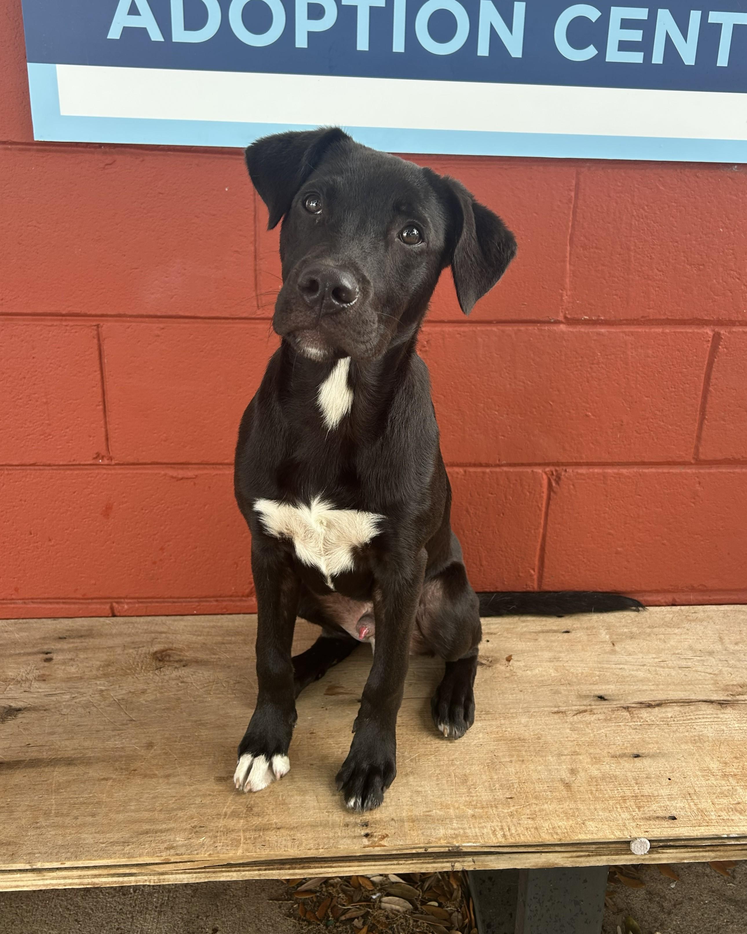 Enlarge Turnip, an adoptable mixed breed in Pensacola, FL image 6/6