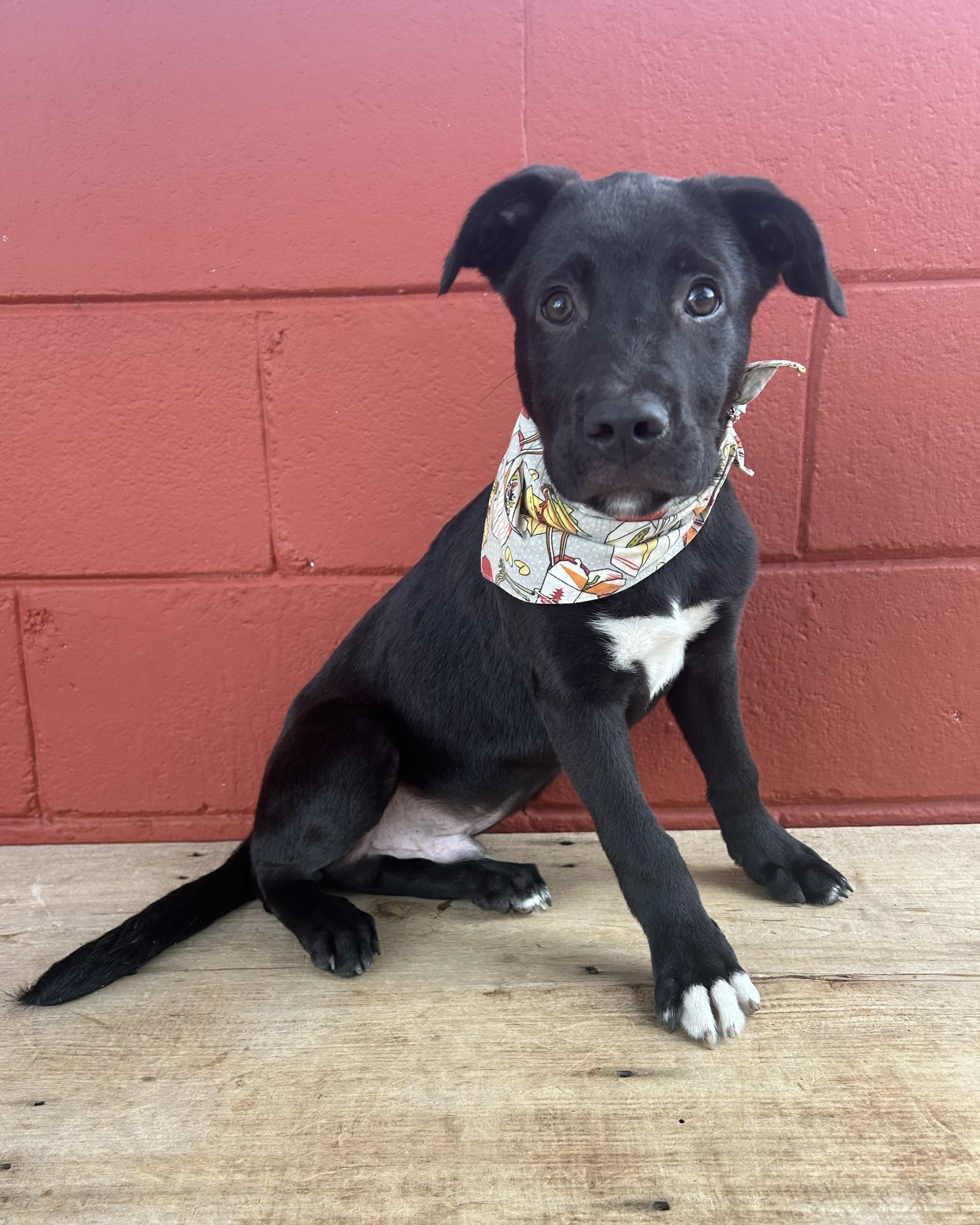 Enlarge Turnip, a Adoptable mixed breed in Pensacola, FL image 1/6