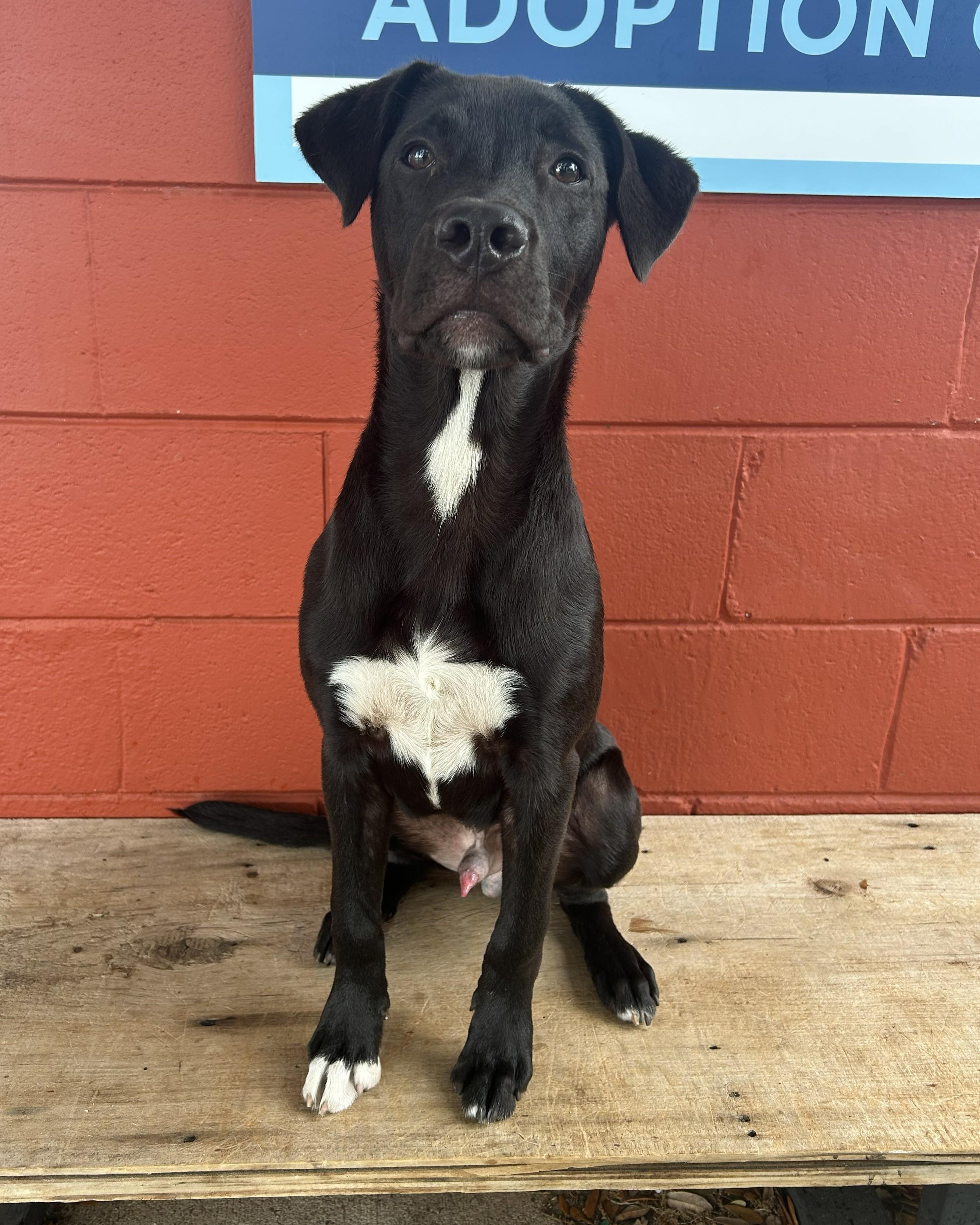 Enlarge Turnip, an adoptable mixed breed in Pensacola, FL image 4/6