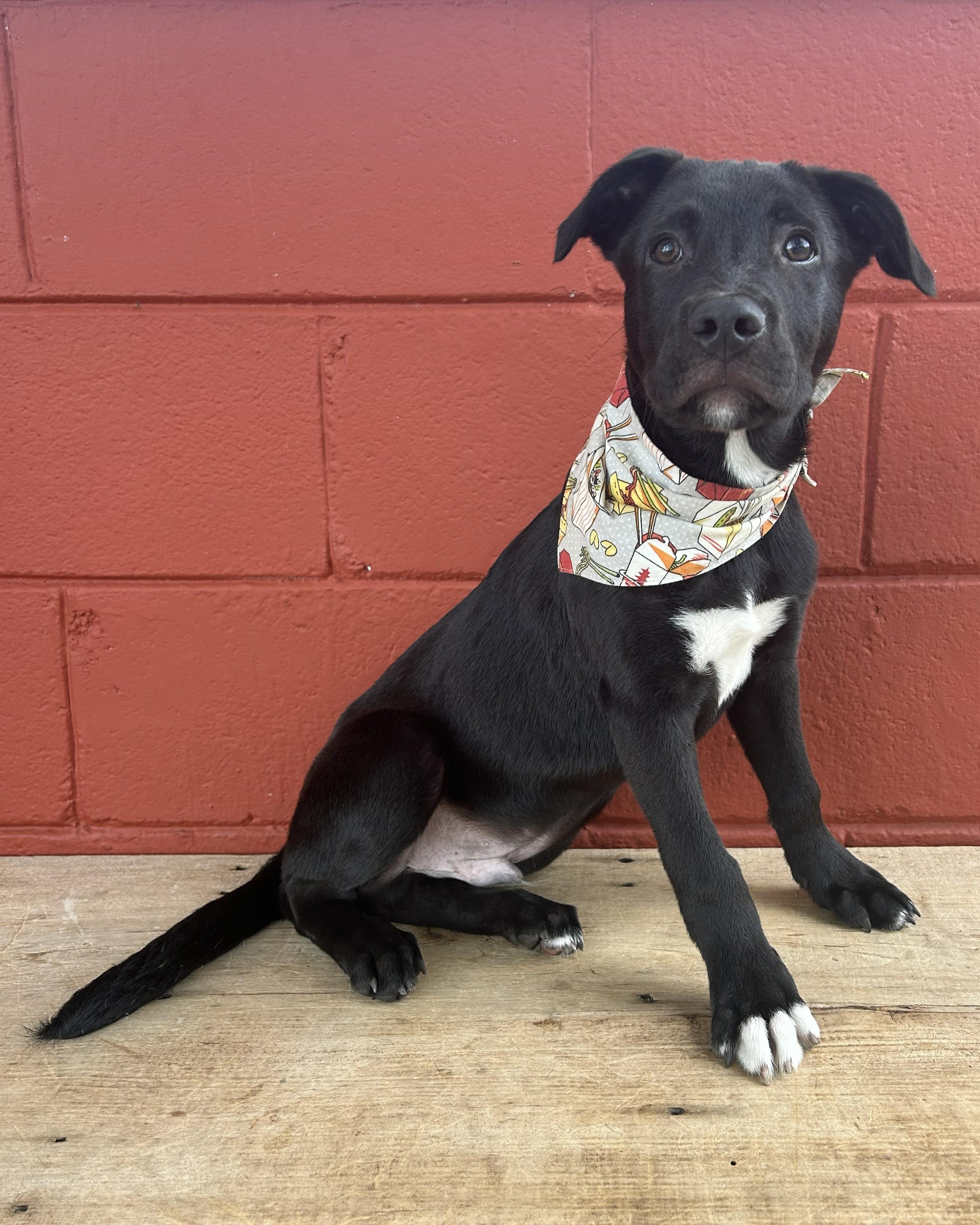 Enlarge Turnip, a Adoptable mixed breed in Pensacola, FL image 5/6