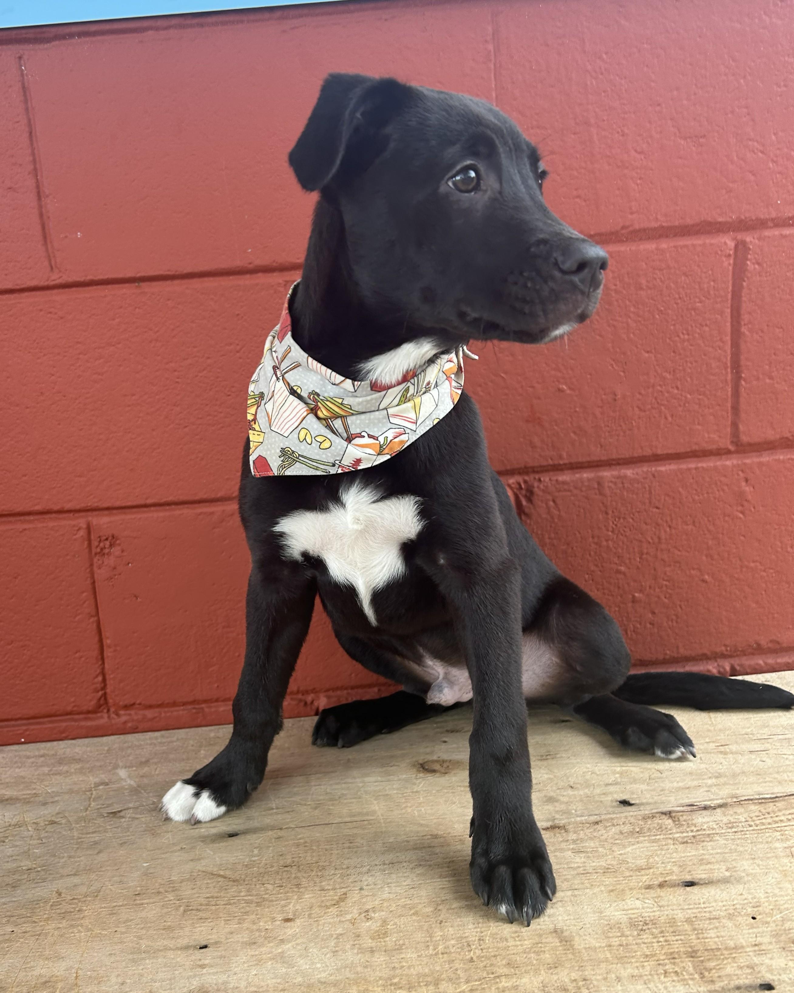 Enlarge Turnip, a Adoptable mixed breed in Pensacola, FL image 6/6